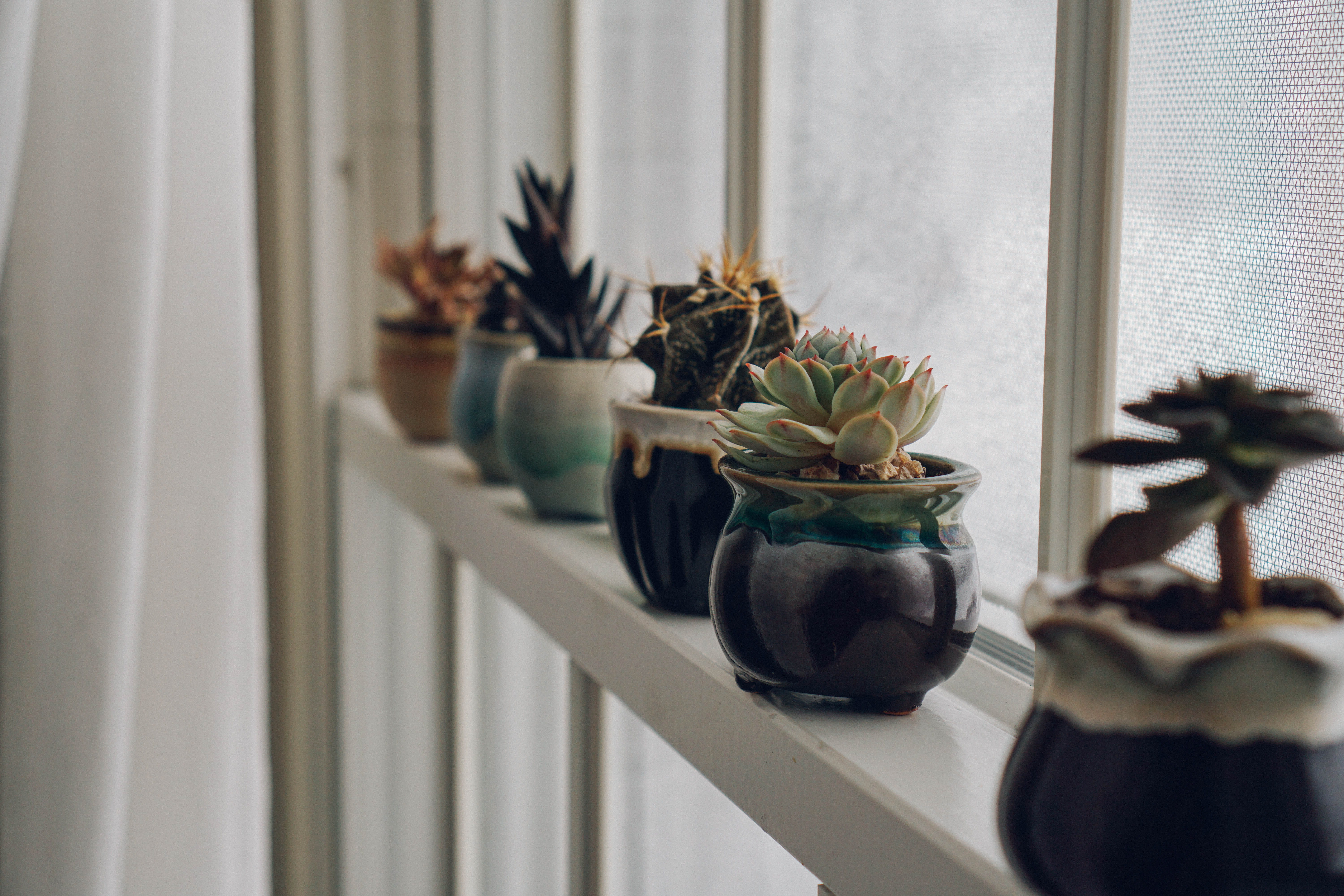 plant, windowsill, pot, succulent, cacti, aesthetic, house plants