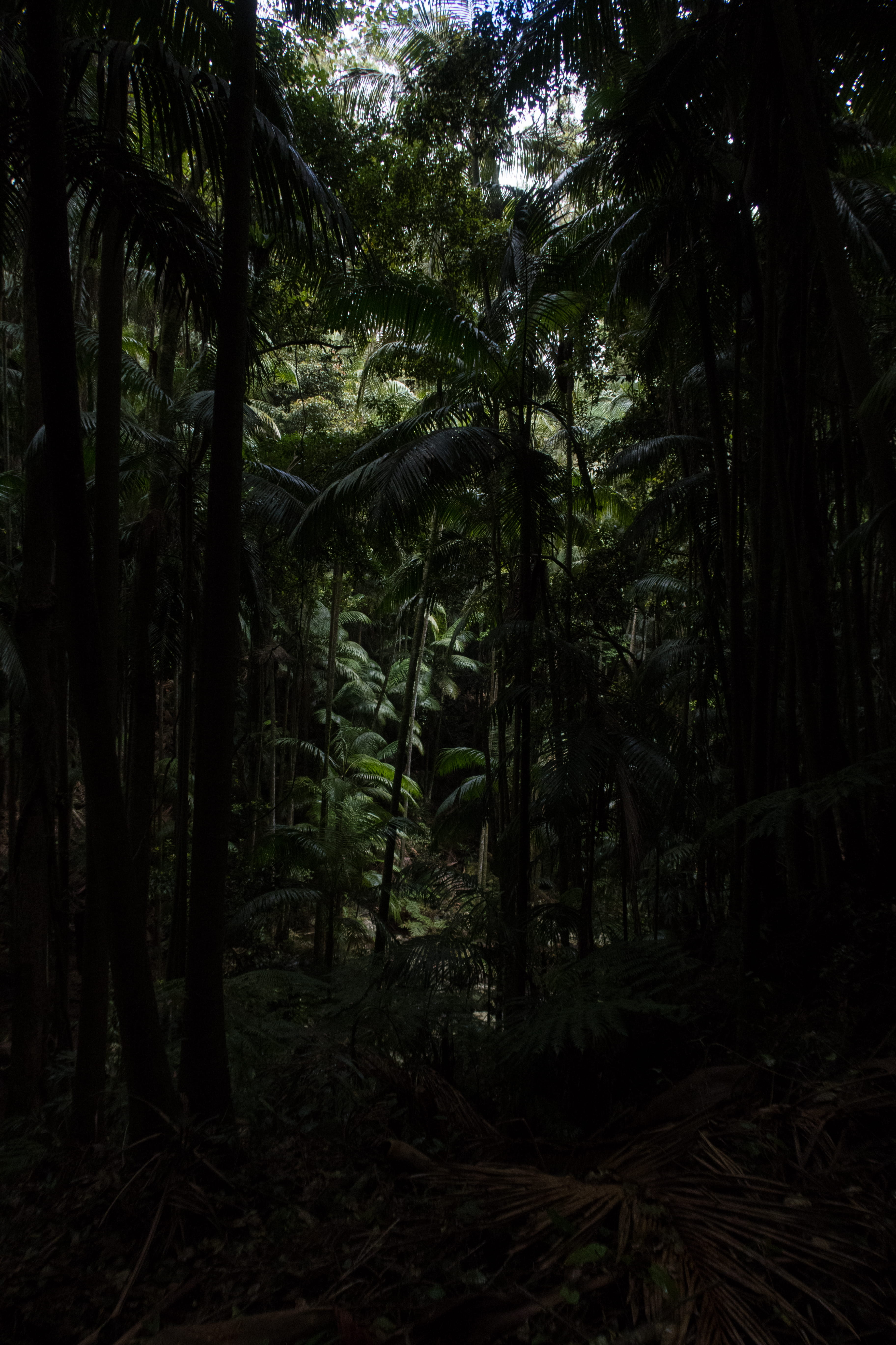 forest during daytime, tree, plant, land, tree trunk, tranquility