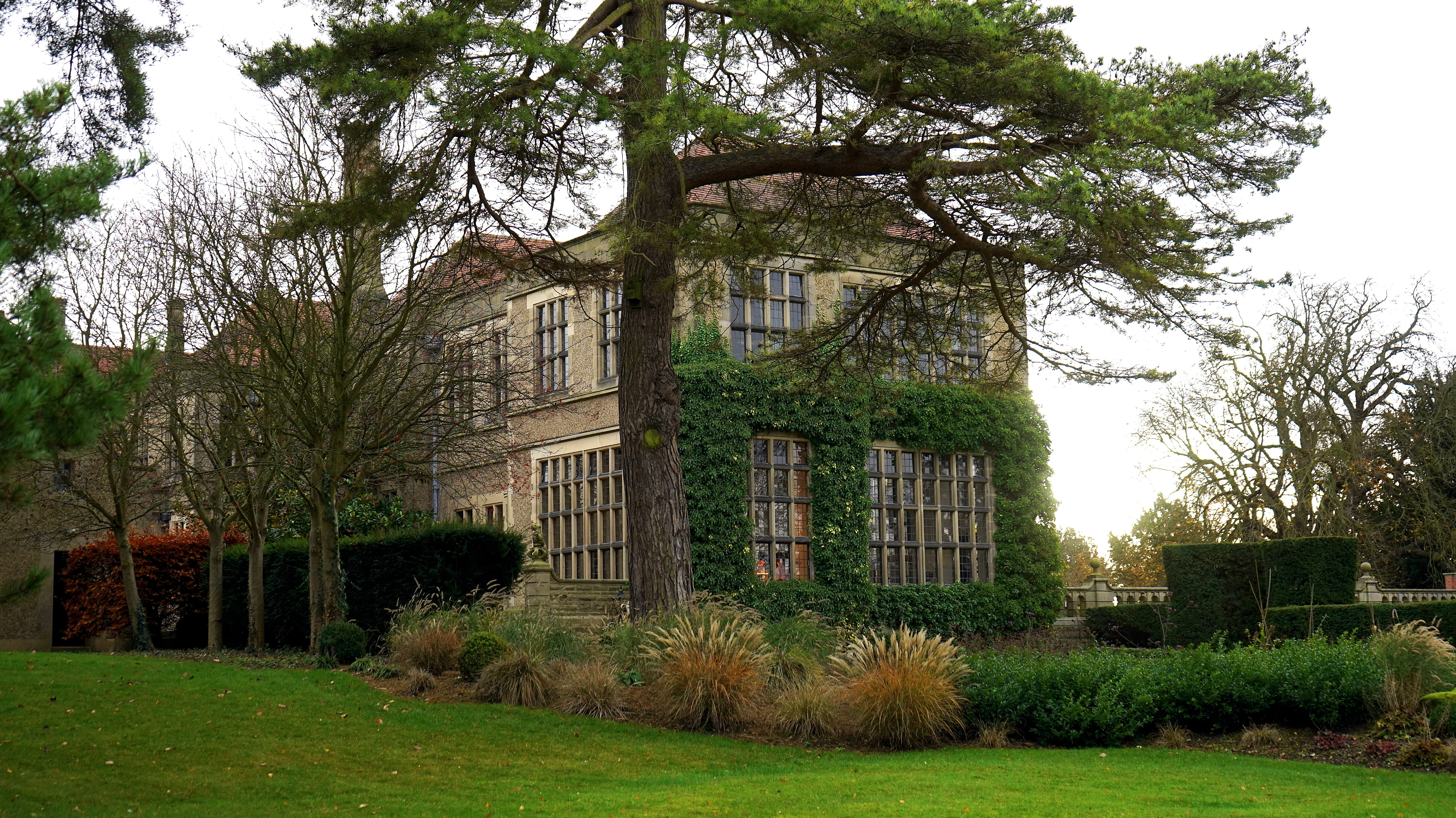 Plant Under Leafed Tree, architecture, building, grass, windows