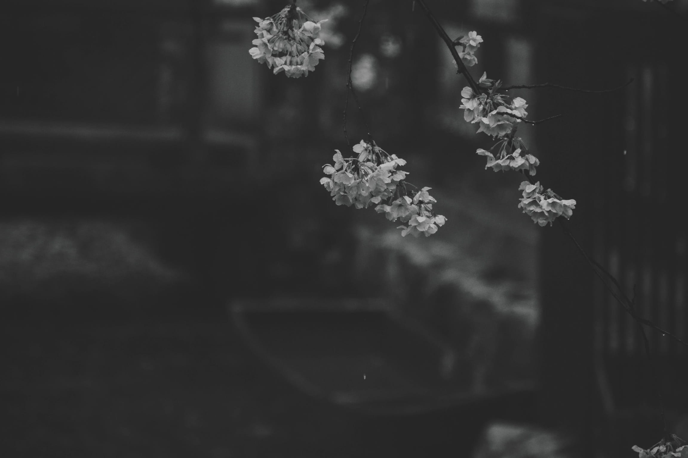 japan, kyoto, blossoms, greyscale, grayscale, trees, emotion