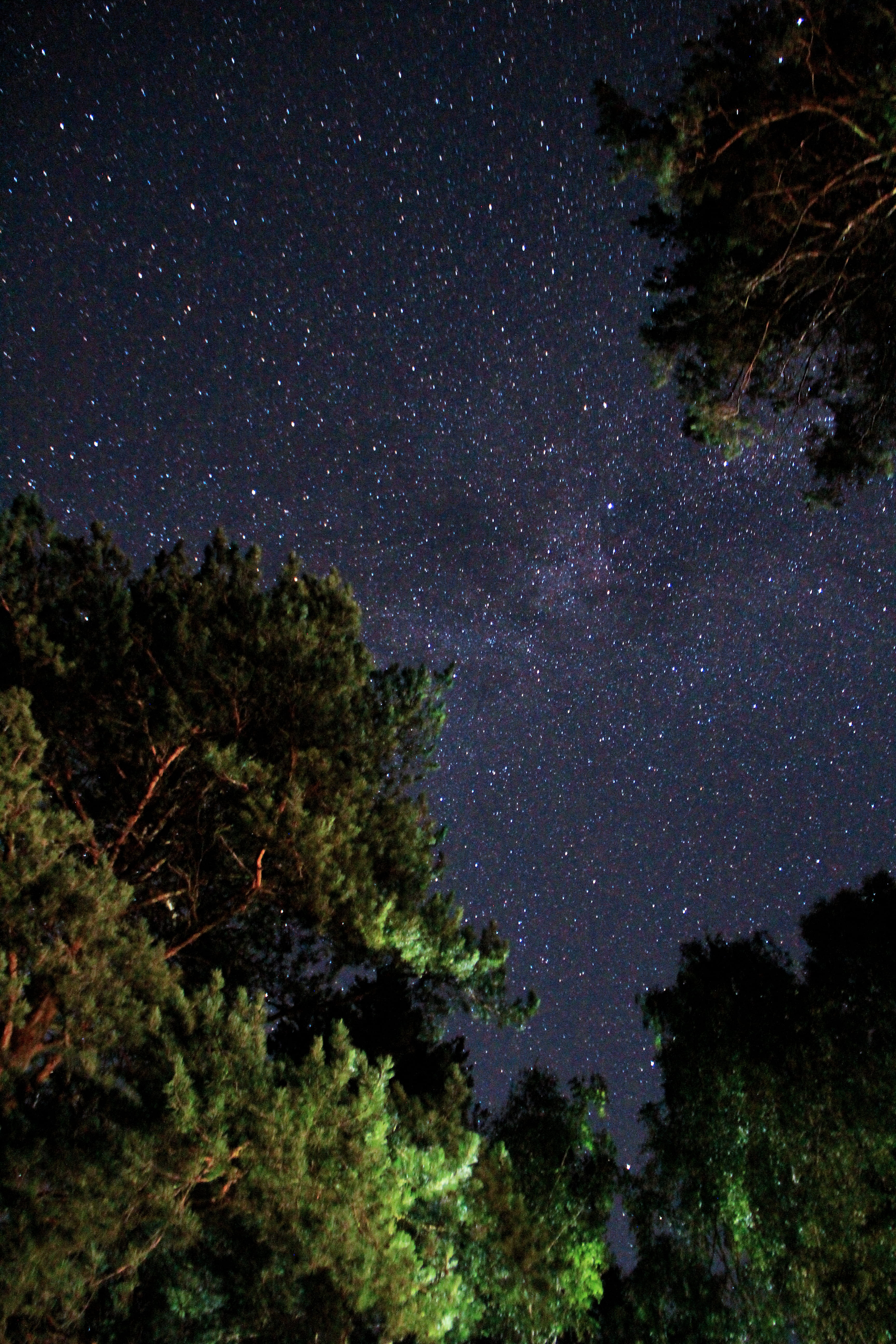 green leafed tree, night, star - space, astronomy, plant, sky