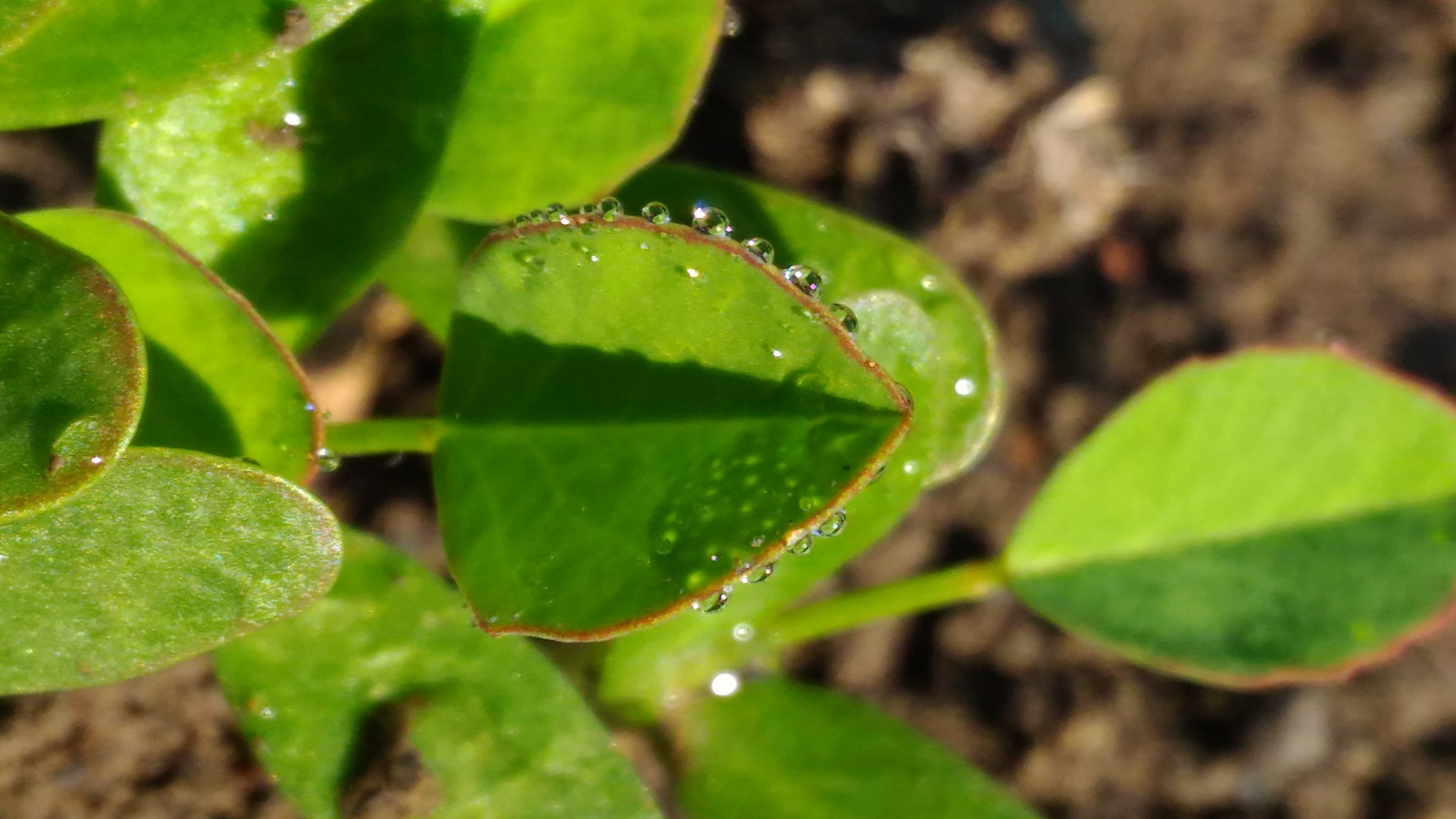 india, indore, pattern, sunlight, nature, leaf, dew, greenery