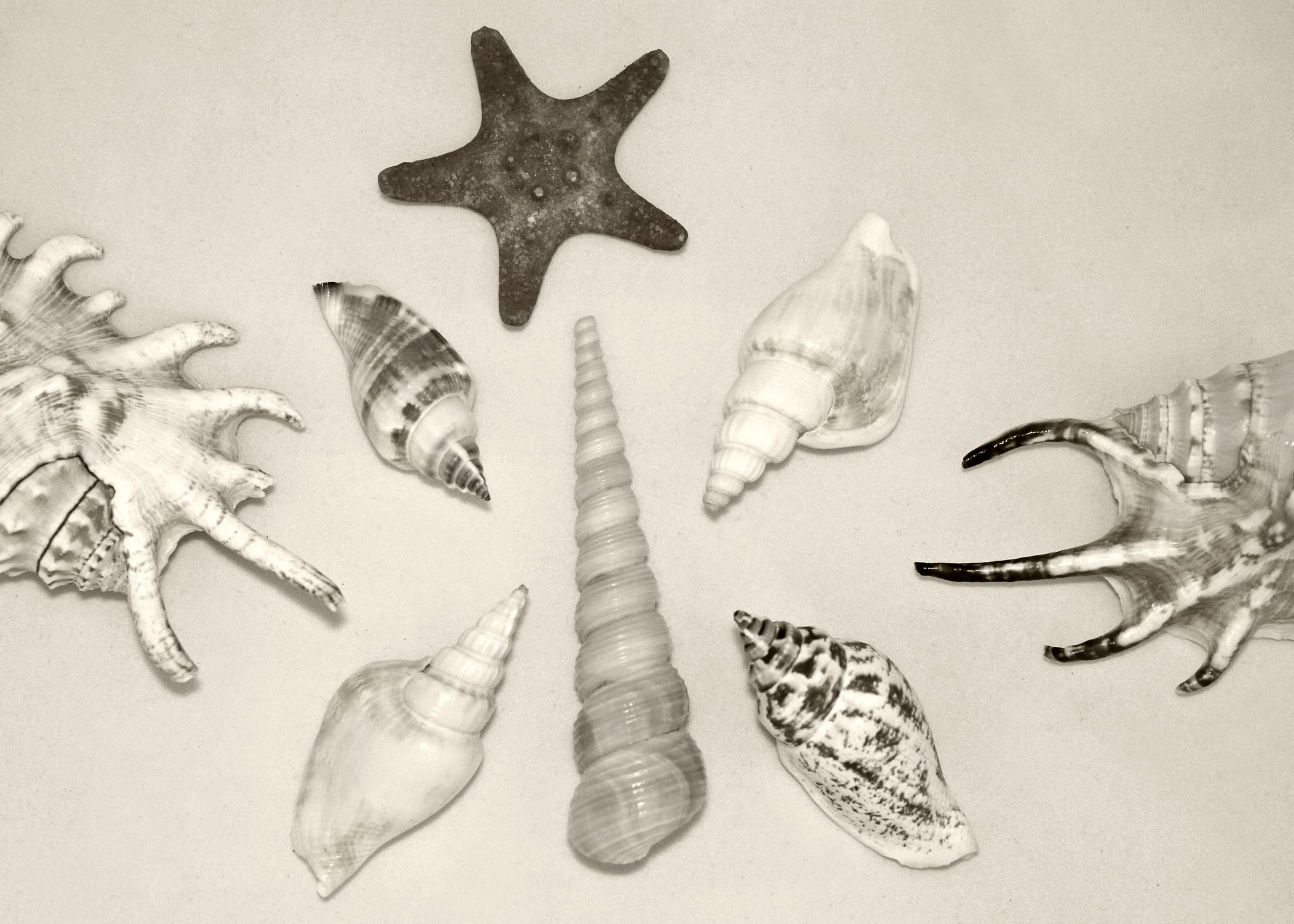 shell, seashells, starfish, different, around, assorted, stilllife