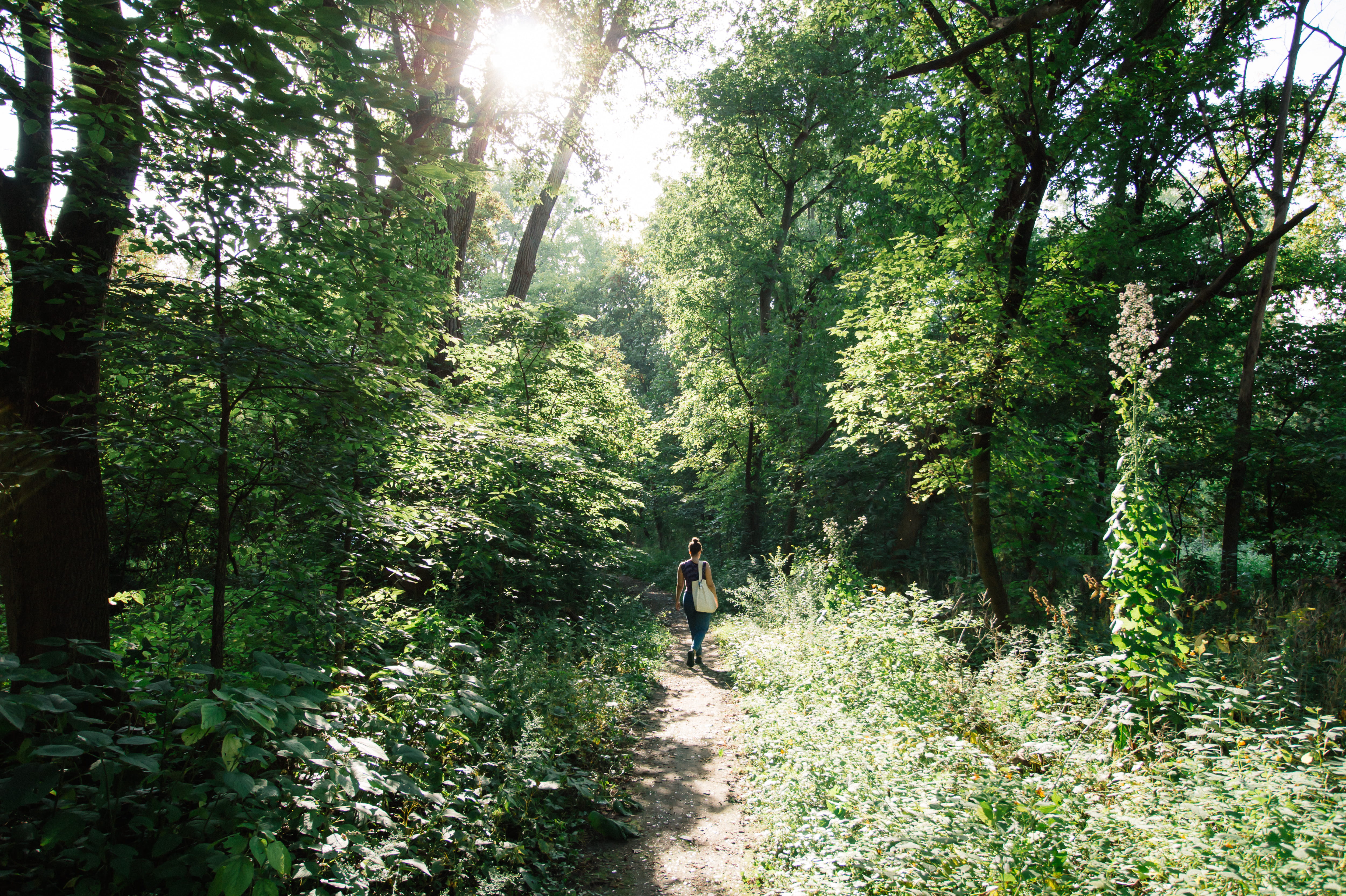 Person Walking Inside Forest, daylight, environment, footpath