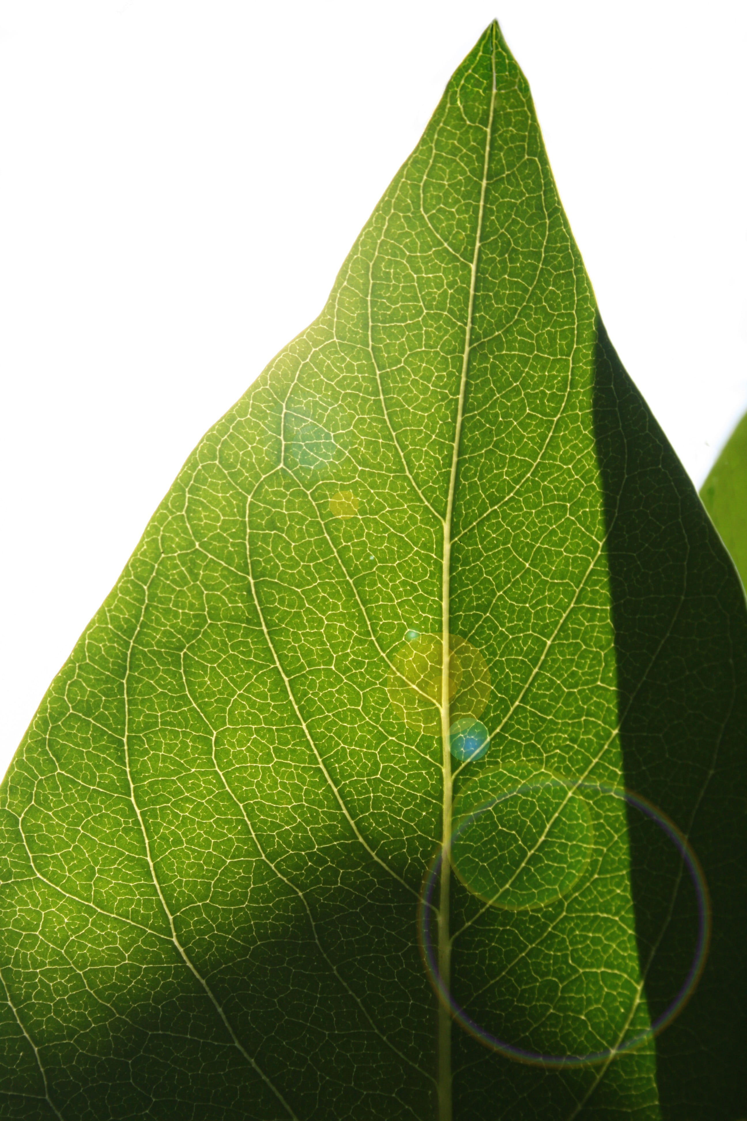 leaf, backlighting, structure, leaf structure, veins, green