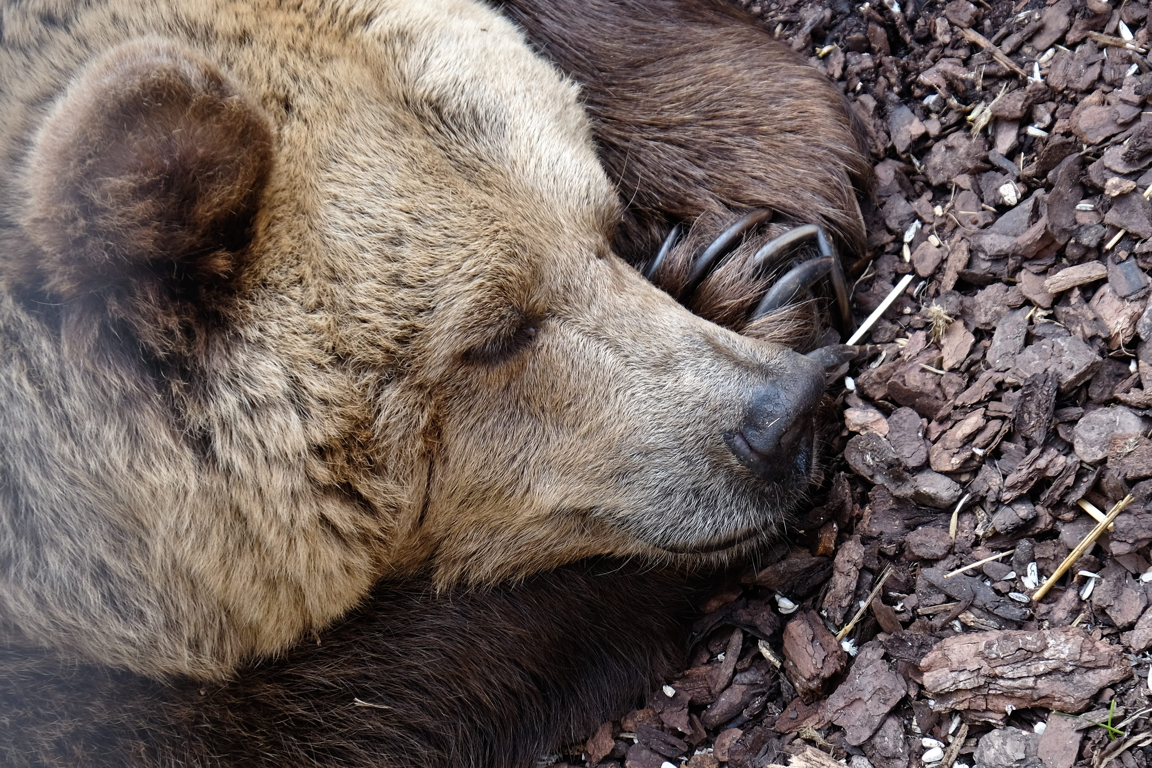bear, animal, sleep, muzzle, sleeping, asleep, peace, quiet