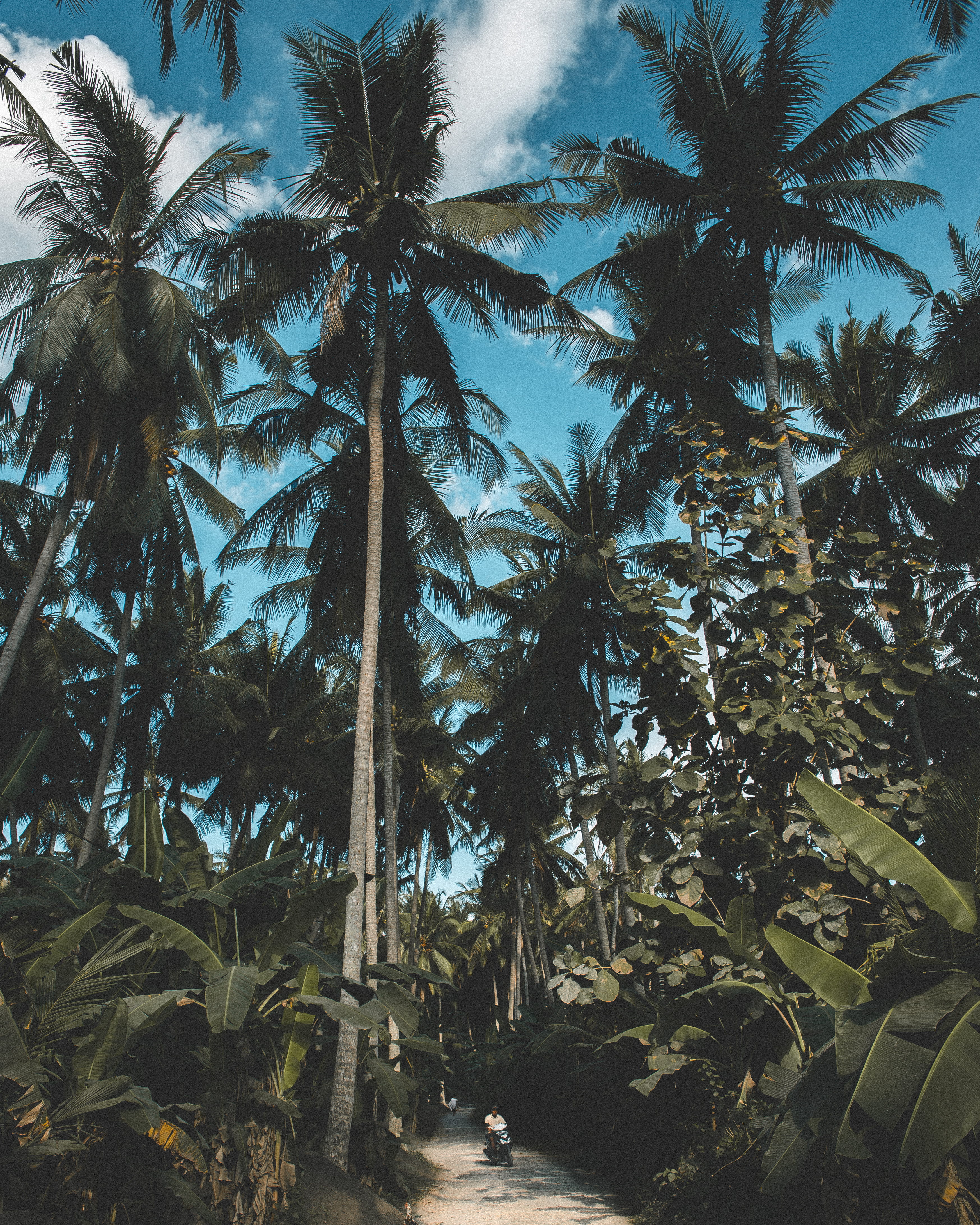 footpath between forest, tree, palm tree, tropical climate, plant