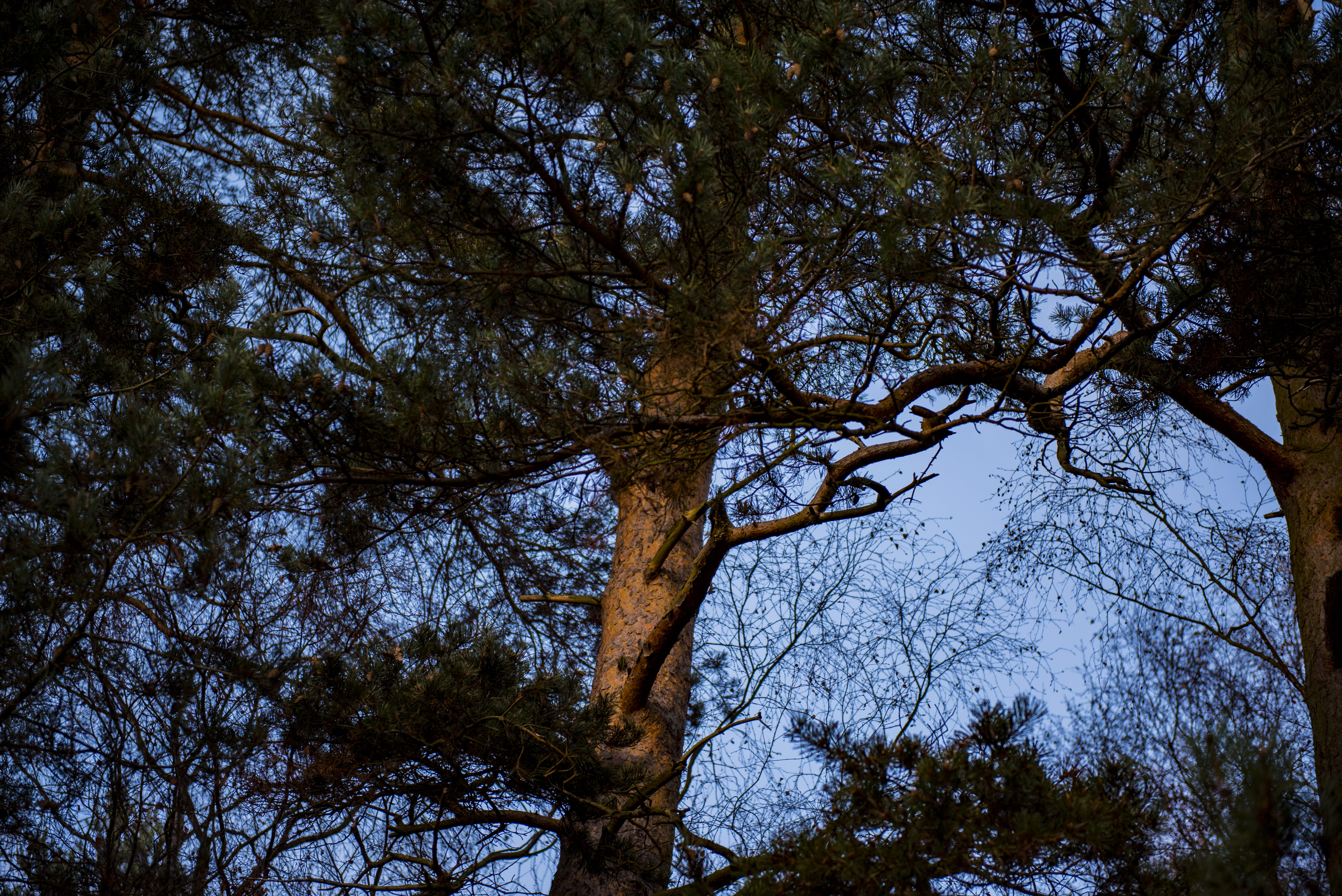 tree, green, explore, nature, forest, plant, low angle view