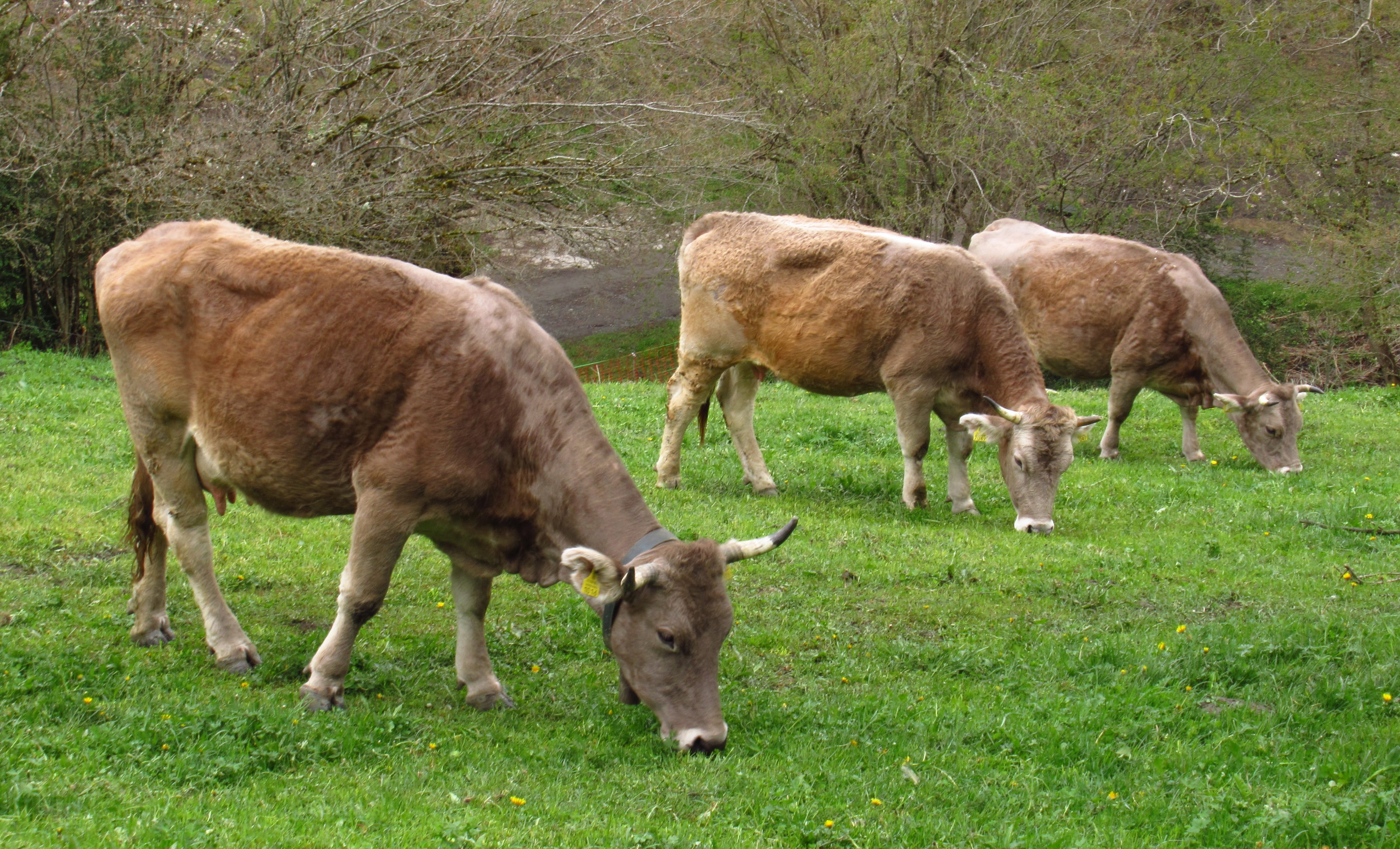 cows, grass, andorra, nature, cattle, agriculture, livestock