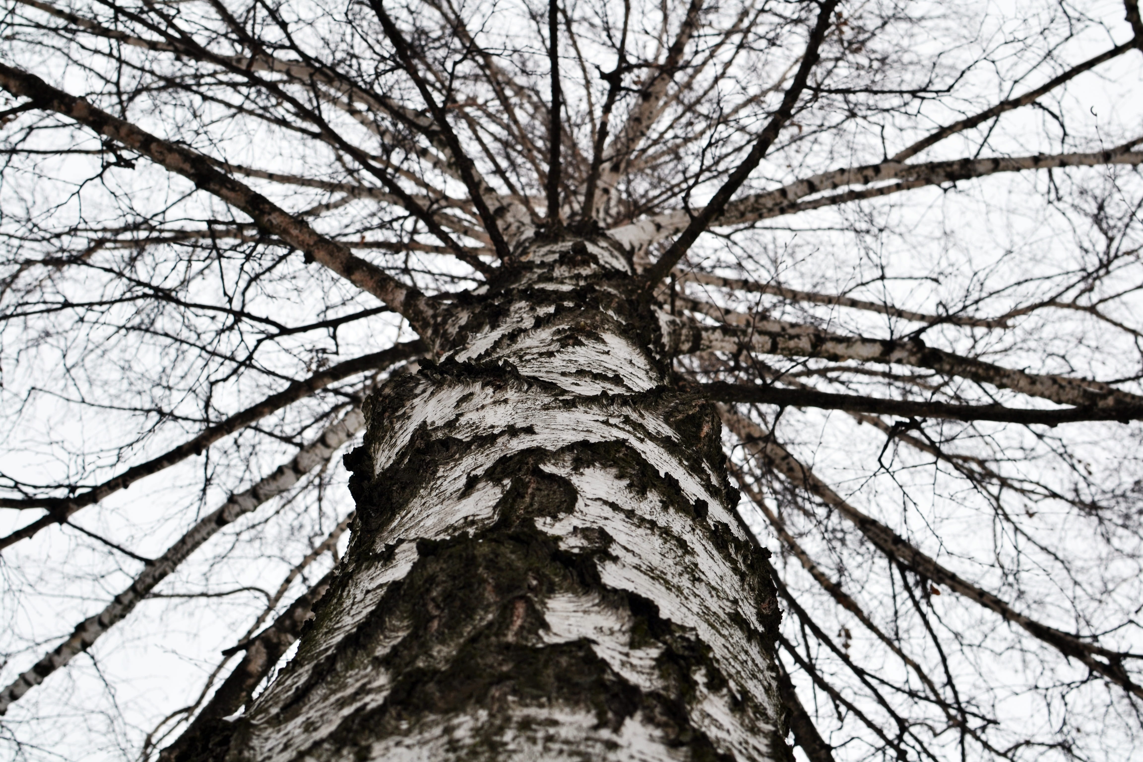 birch, tree, sky, birch tree, branches, low angle view, plant