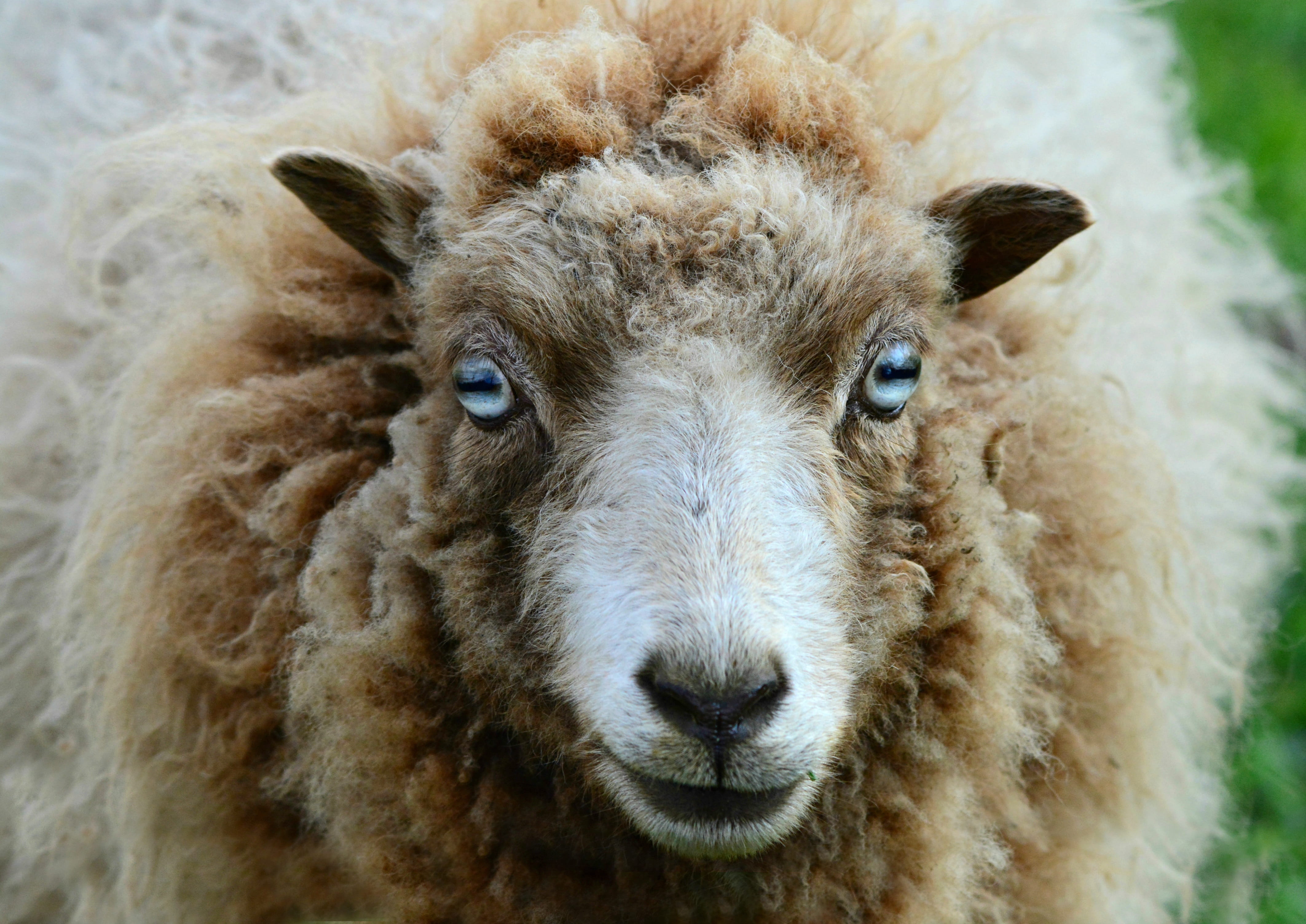 sheep, ewe, ruminant, mammal, animal, head, eye, nose, wool