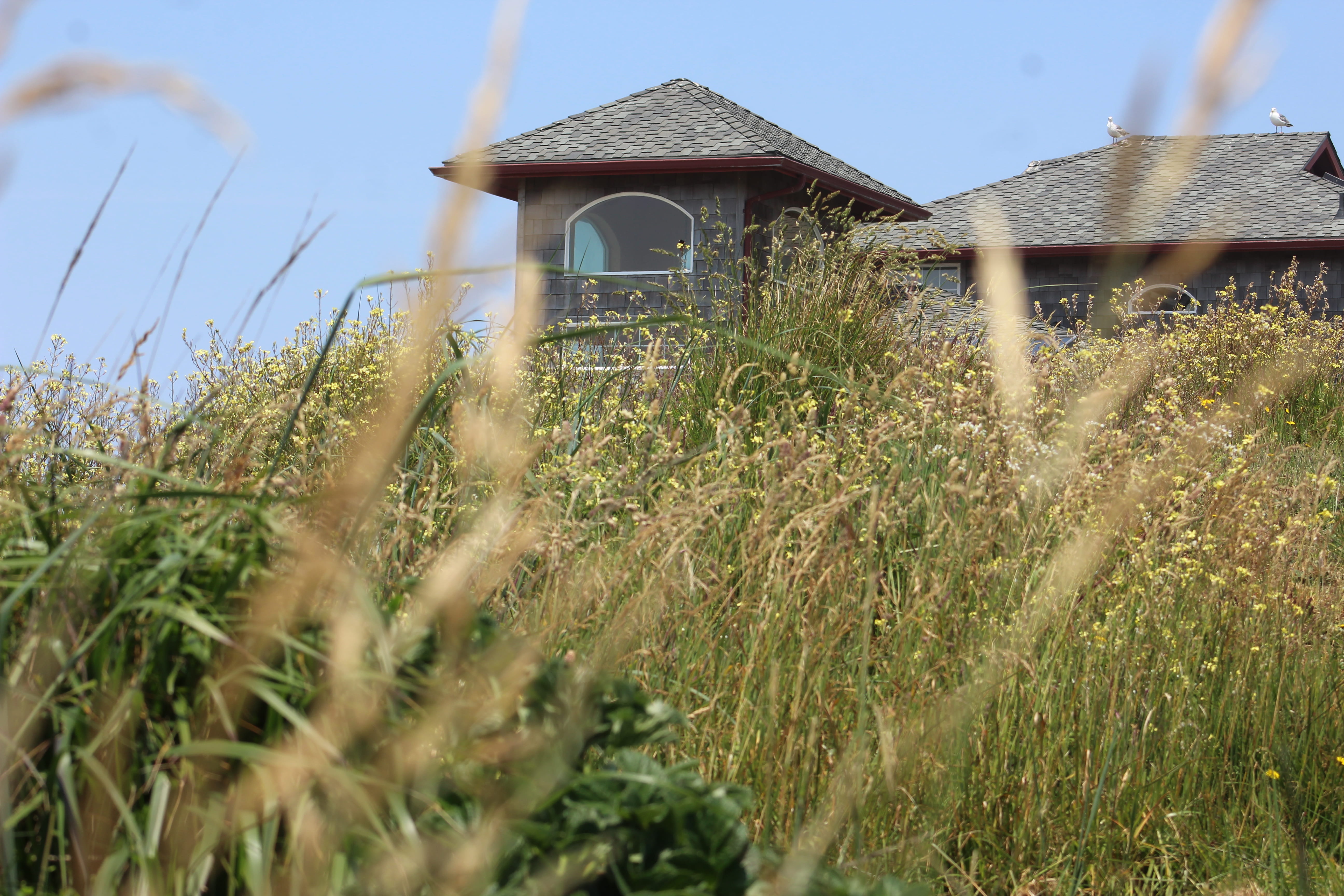 plant, growth, architecture, built structure, nature, field