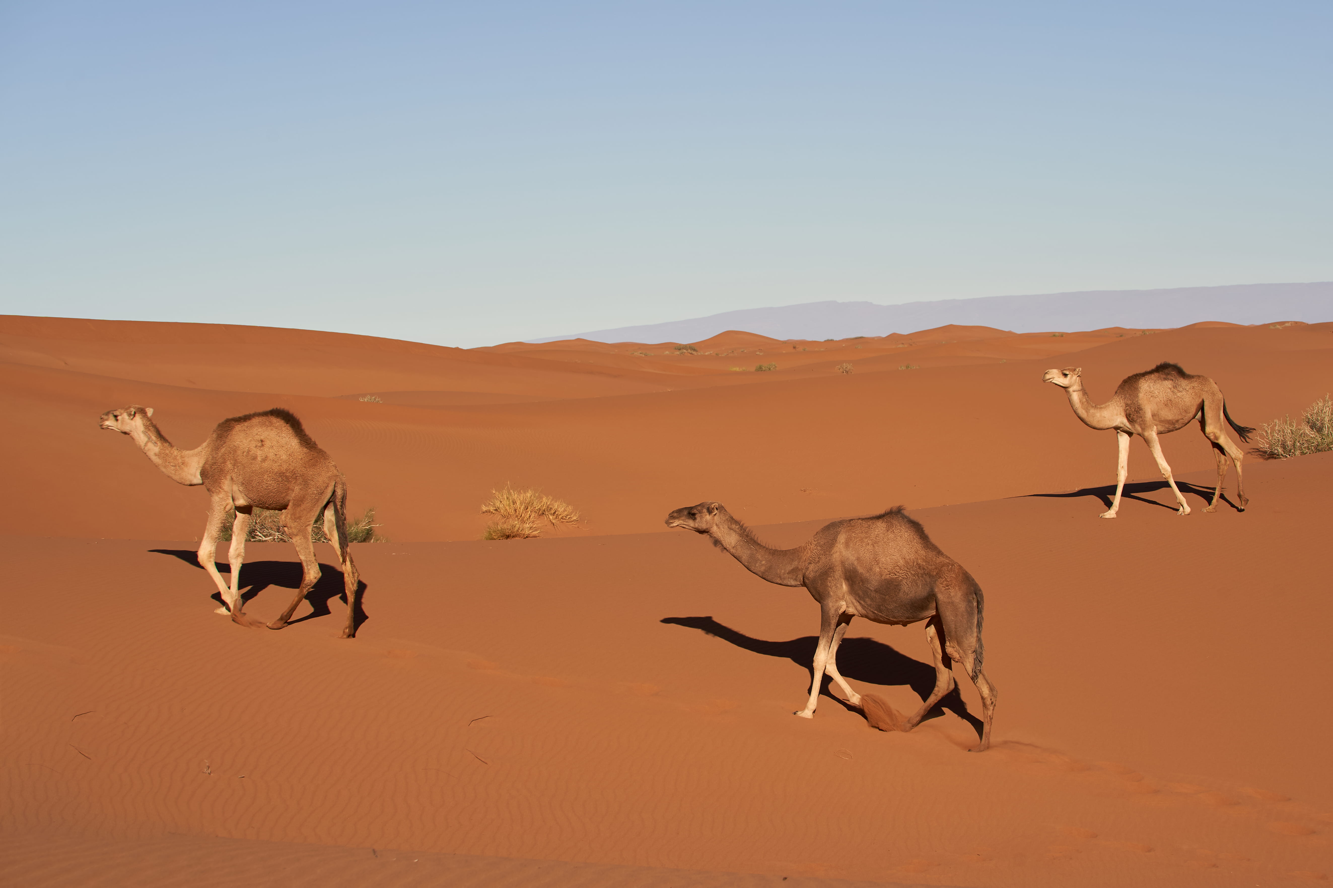 three camel walking on desert, nature, soil, outdoors, antelope
