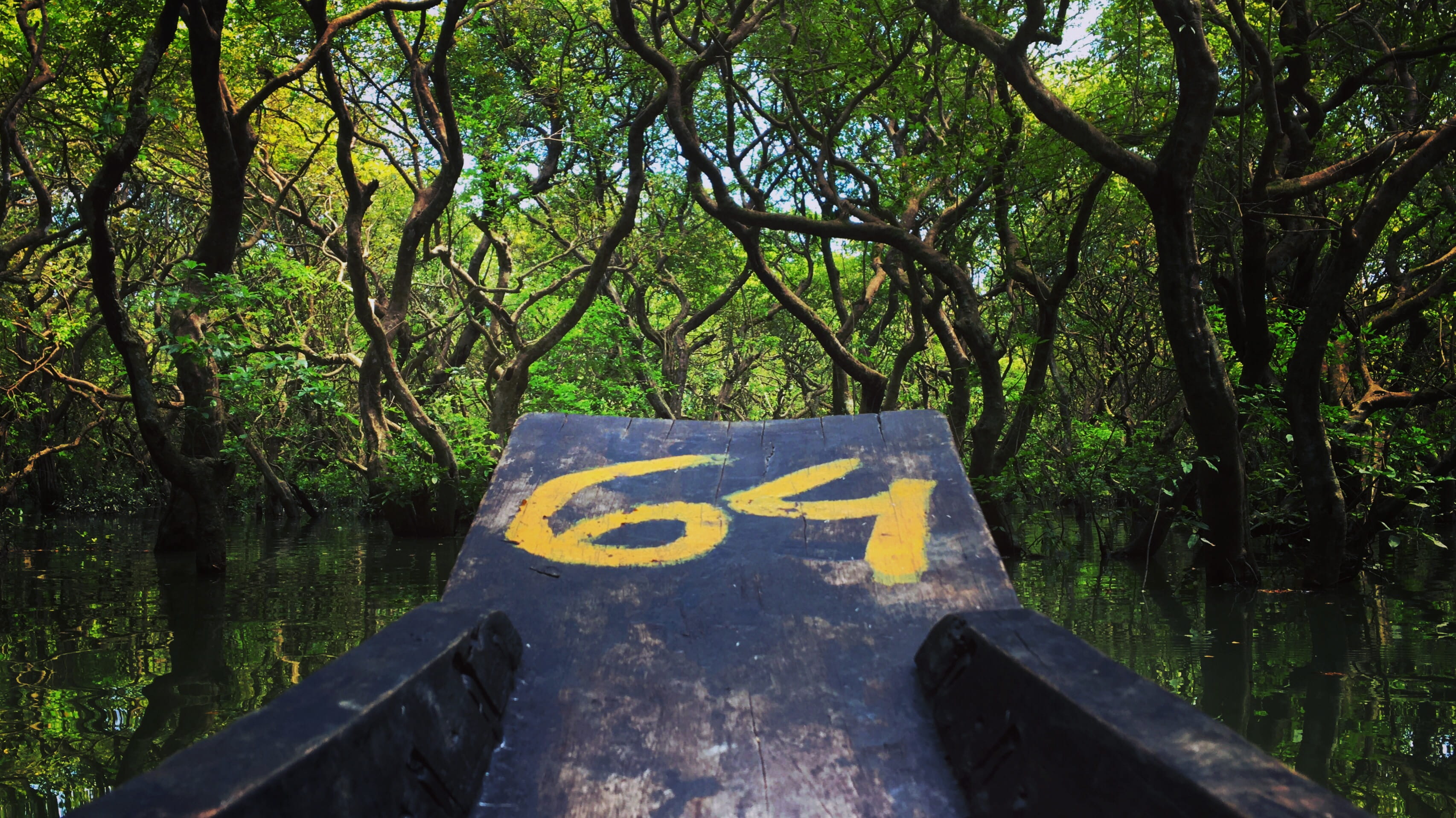 bangladesh, ratargul swamp forest tourist spot, tree, plant