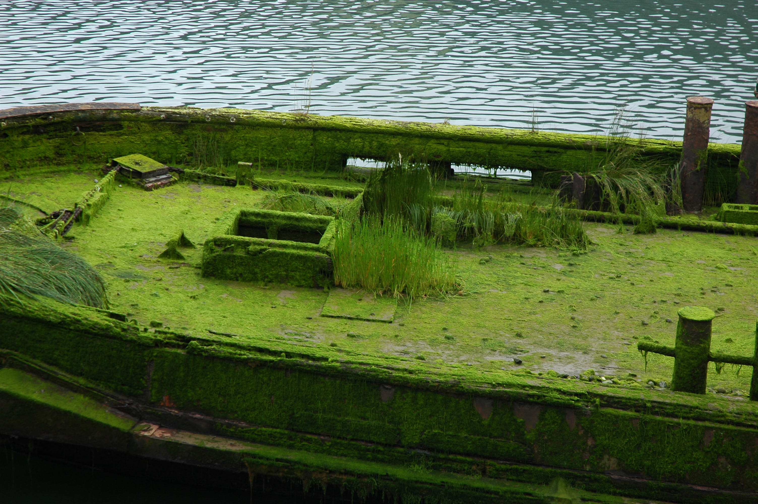 usa, grass, green, decay, treasure, exposed, river, West coast