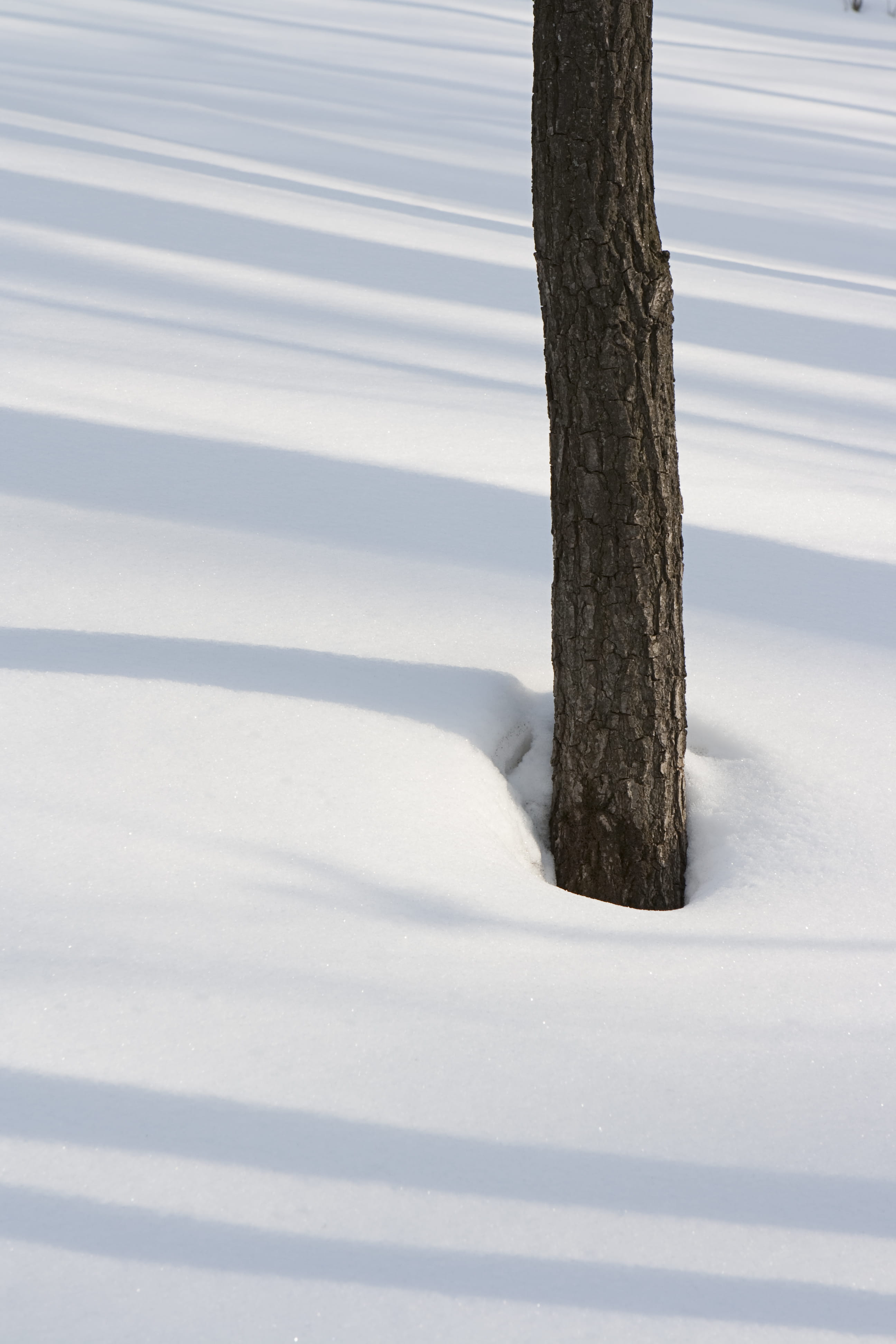 Winter, tree, shadows, snow, scene, cold temperature, tree trunk