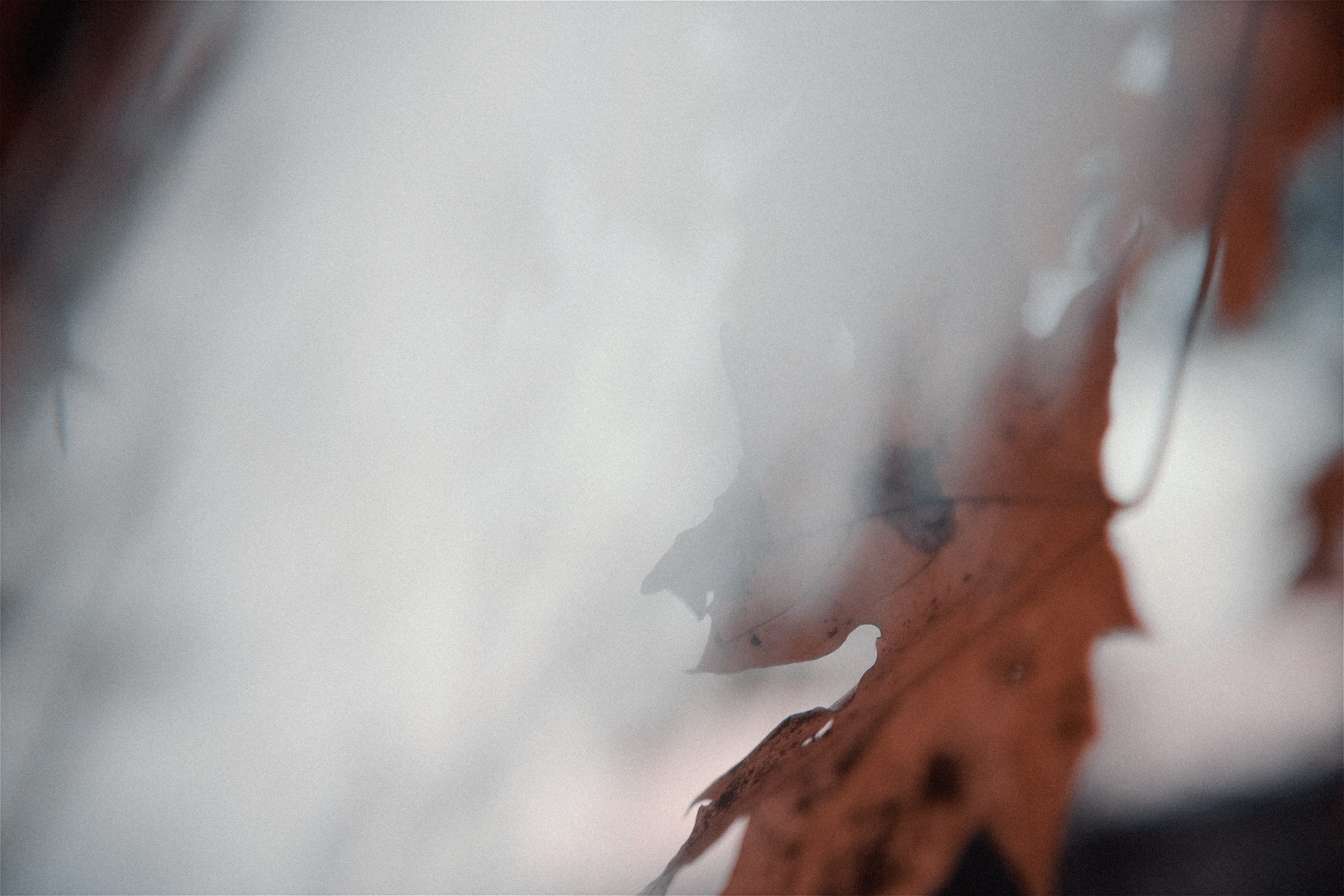 brown maple leaf, close-up, selective focus, smoke - physical structure