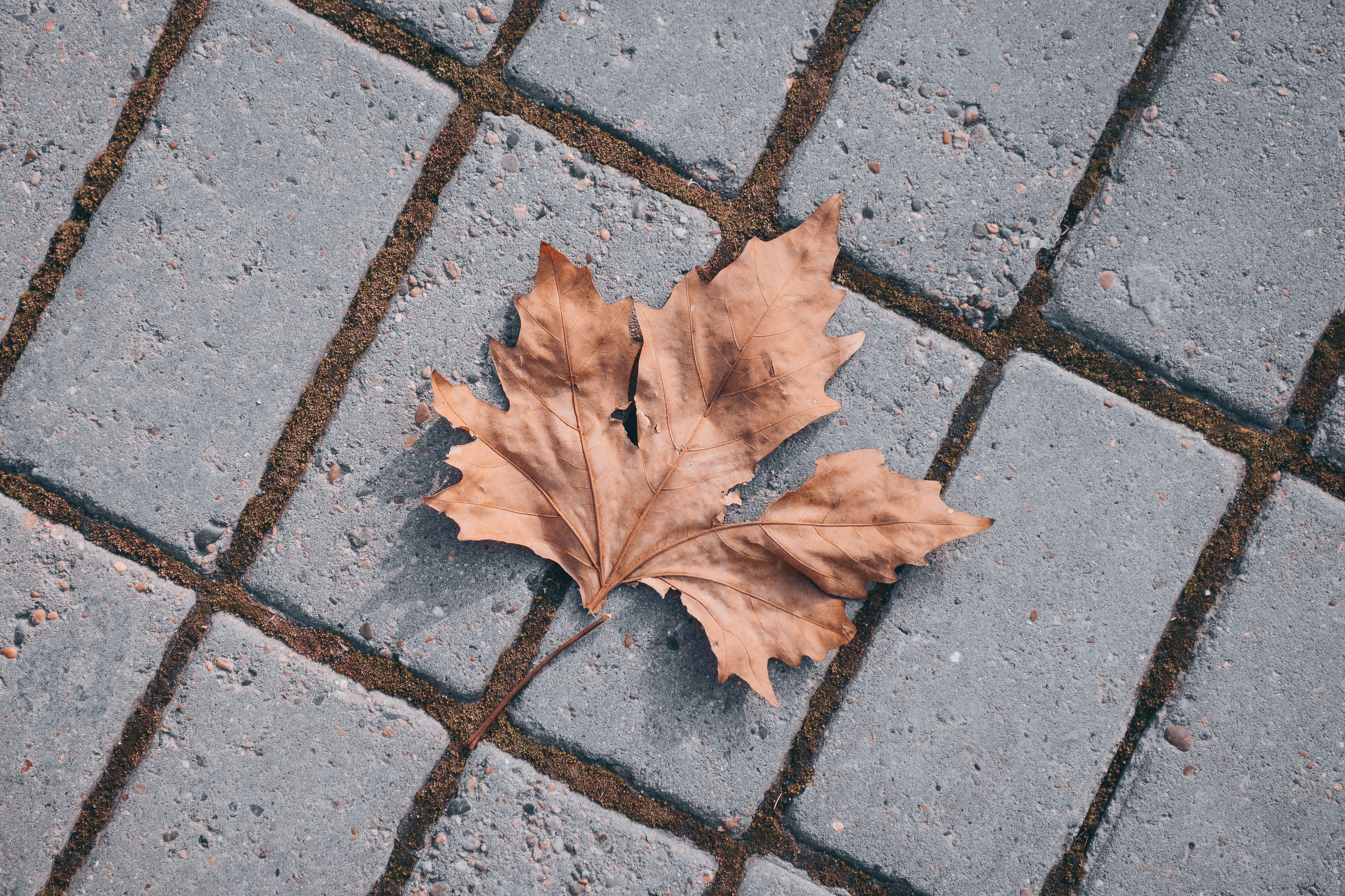 withered maple leaf on brick floor, autumn, plant part, footpath