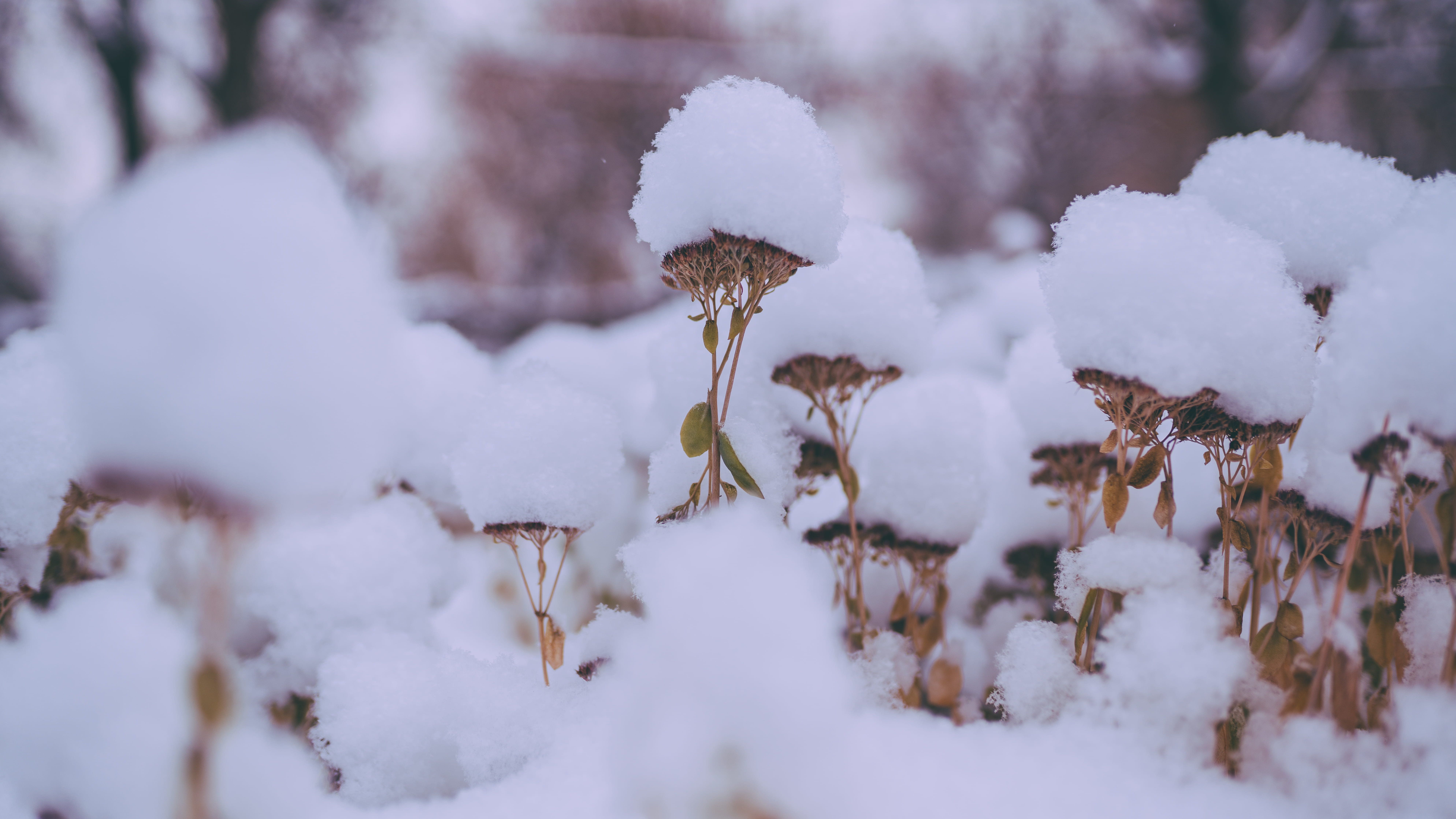fresh snow, forest, winter, white, heavy, grass, cold temperature
