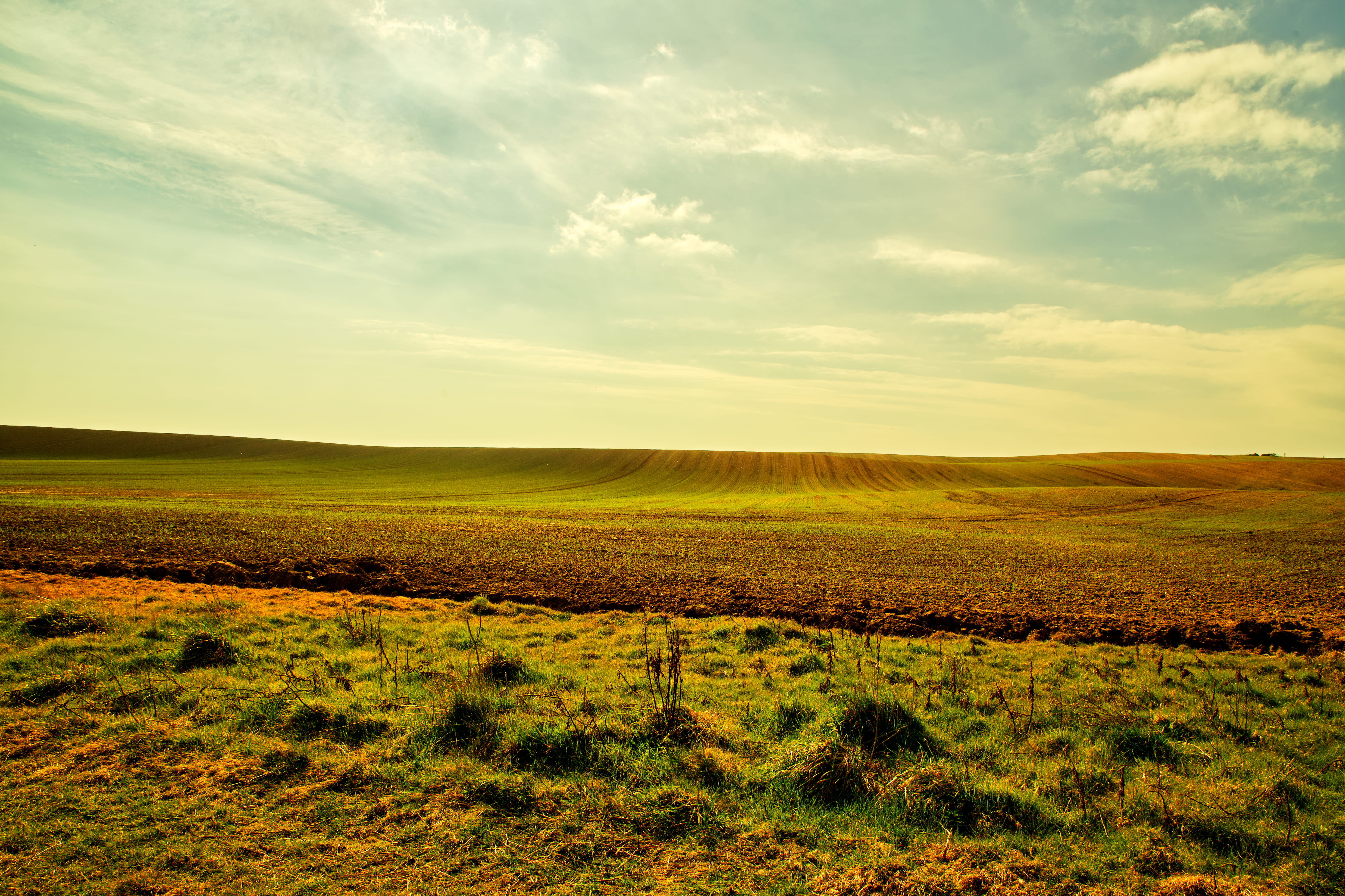 grass field, tranquil scene, sky, tranquility, landscape, environment