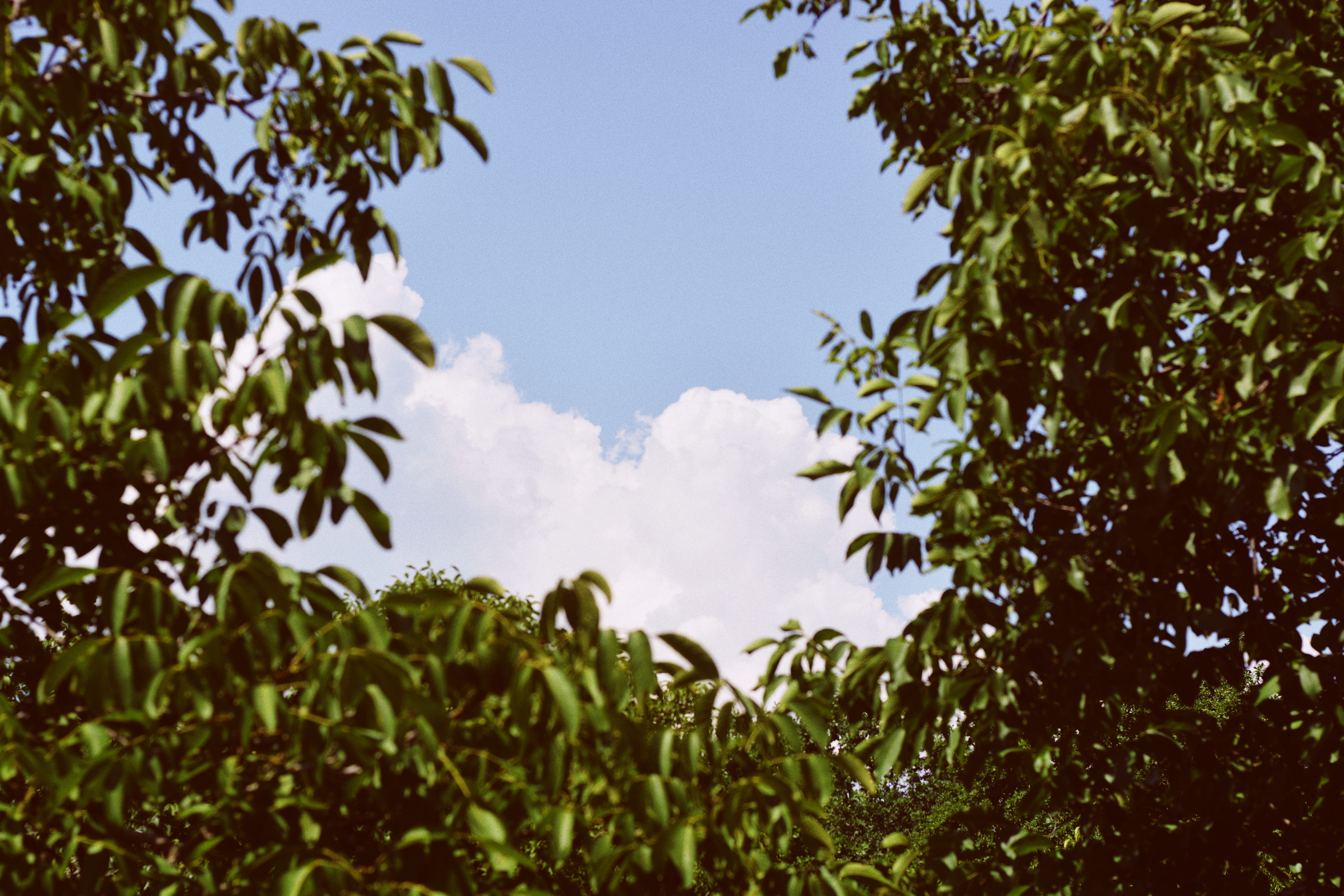 leaves, trees, forest, clouds, cloudscape, sky, summer, nature