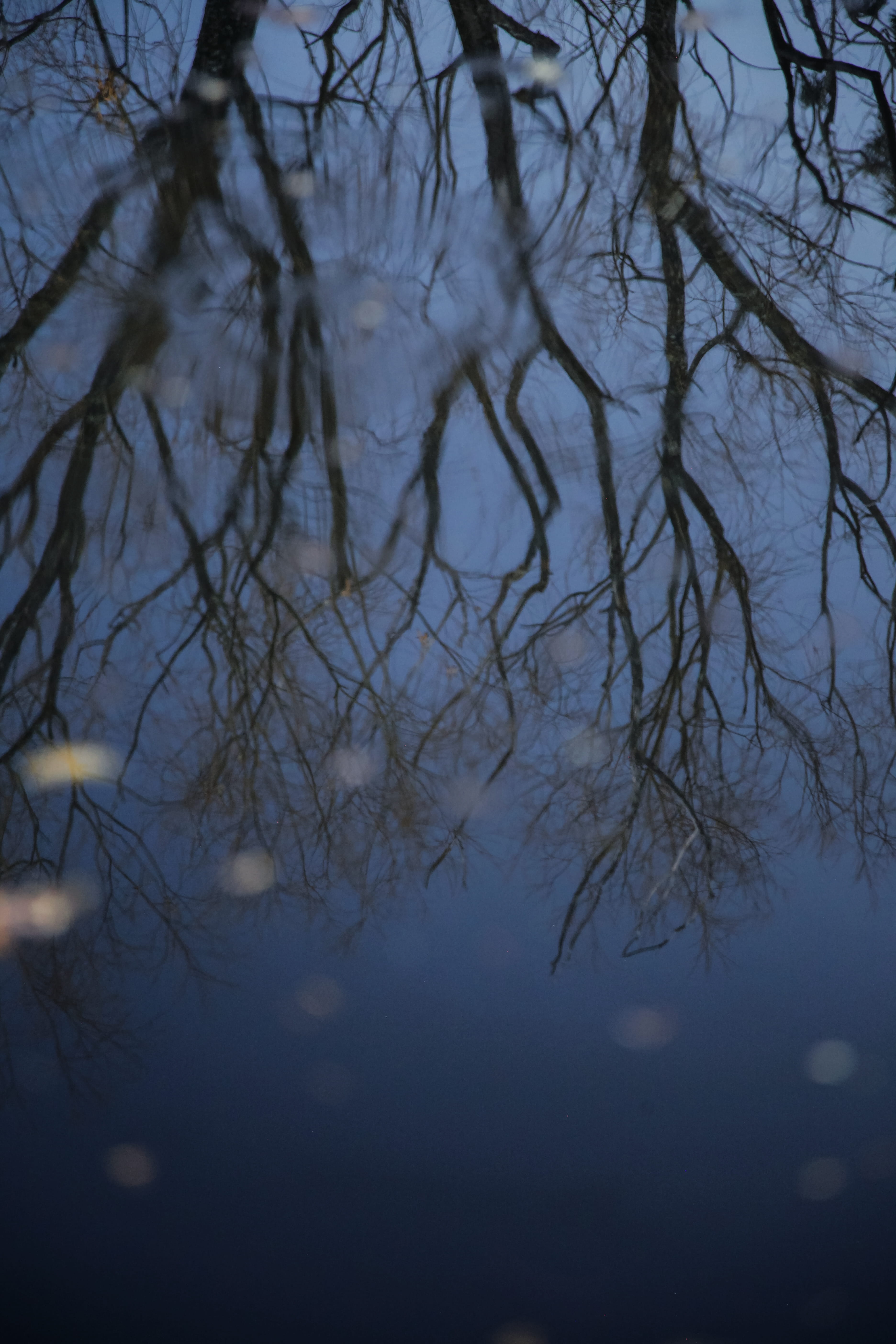 tree, branches, water, reflection, winter, floating leaves