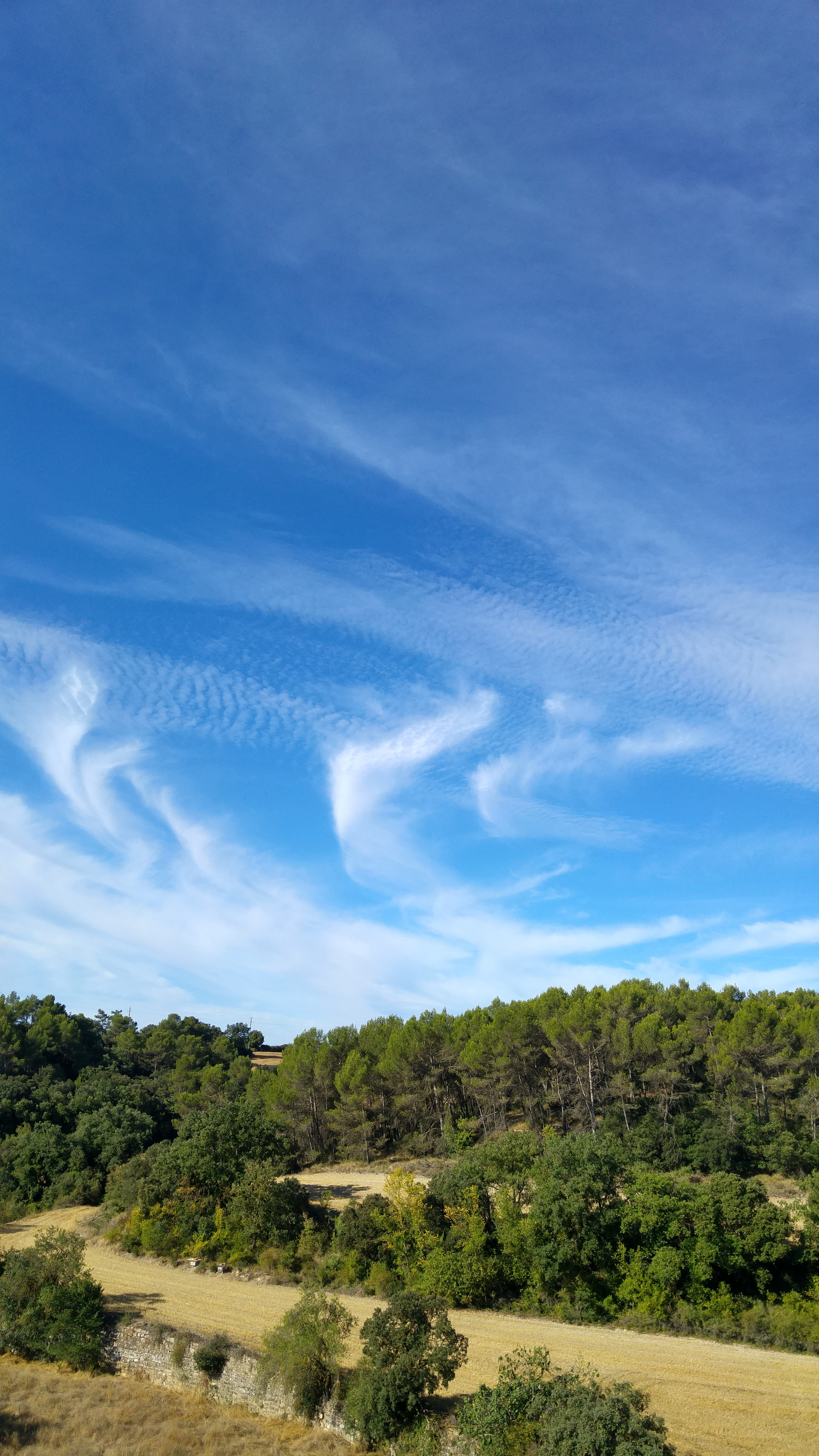 landscape, forest, sky, plant, tree, cloud - sky, environment