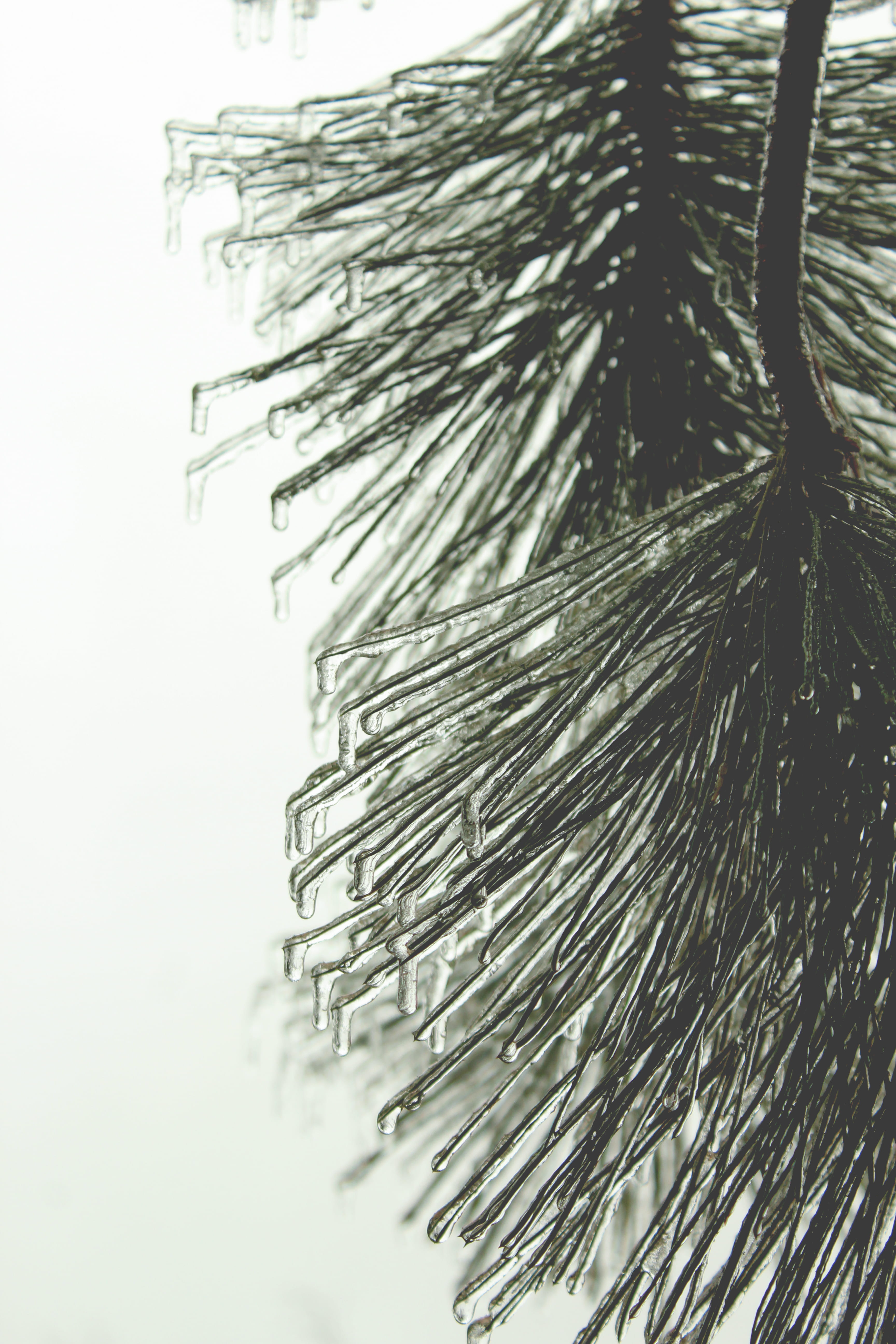 ice, needles, tree, winter, close-up, white background, studio shot