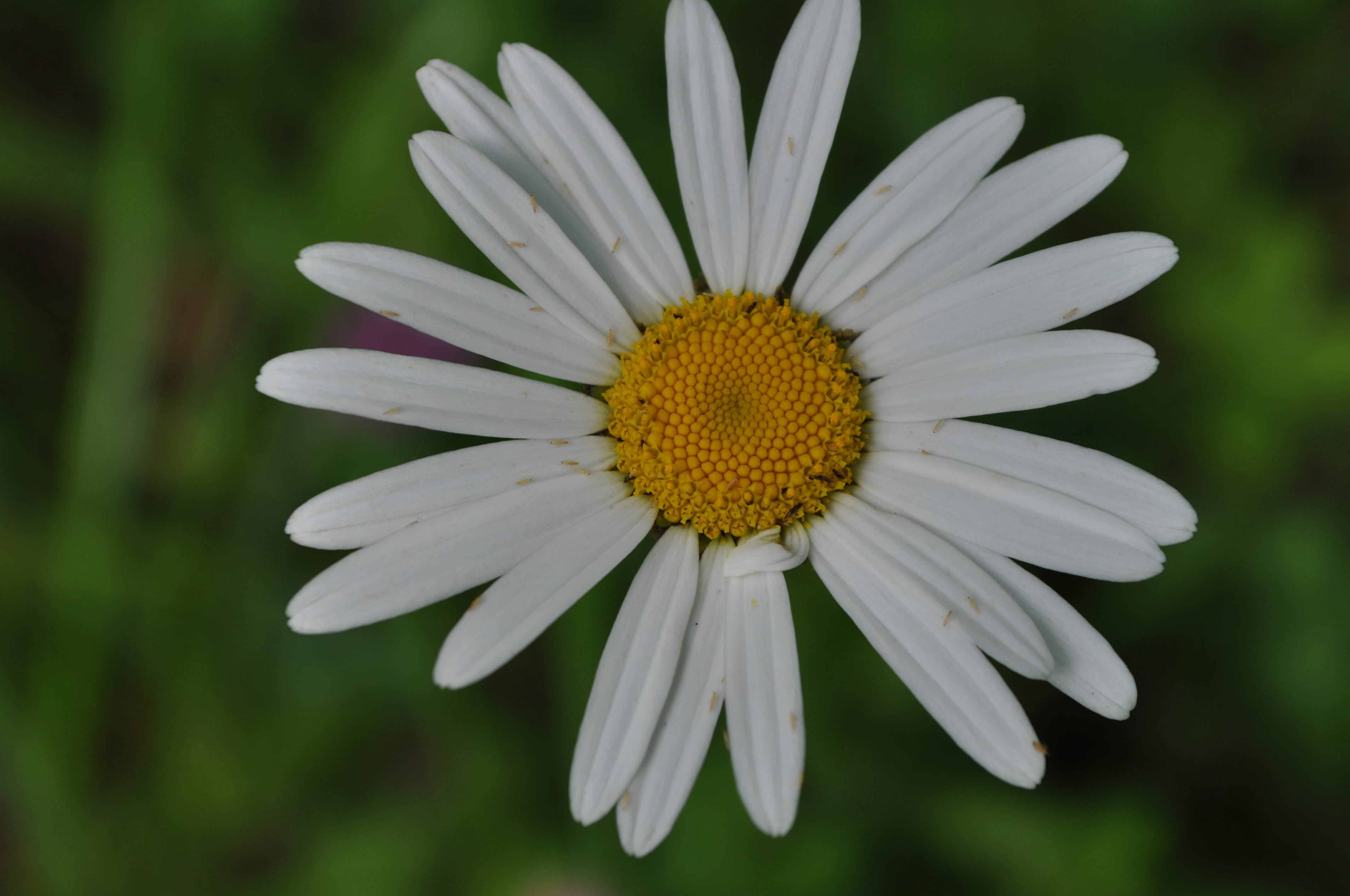 Free download | HD wallpaper: flowers, petels, iris, pollen, bugs ...