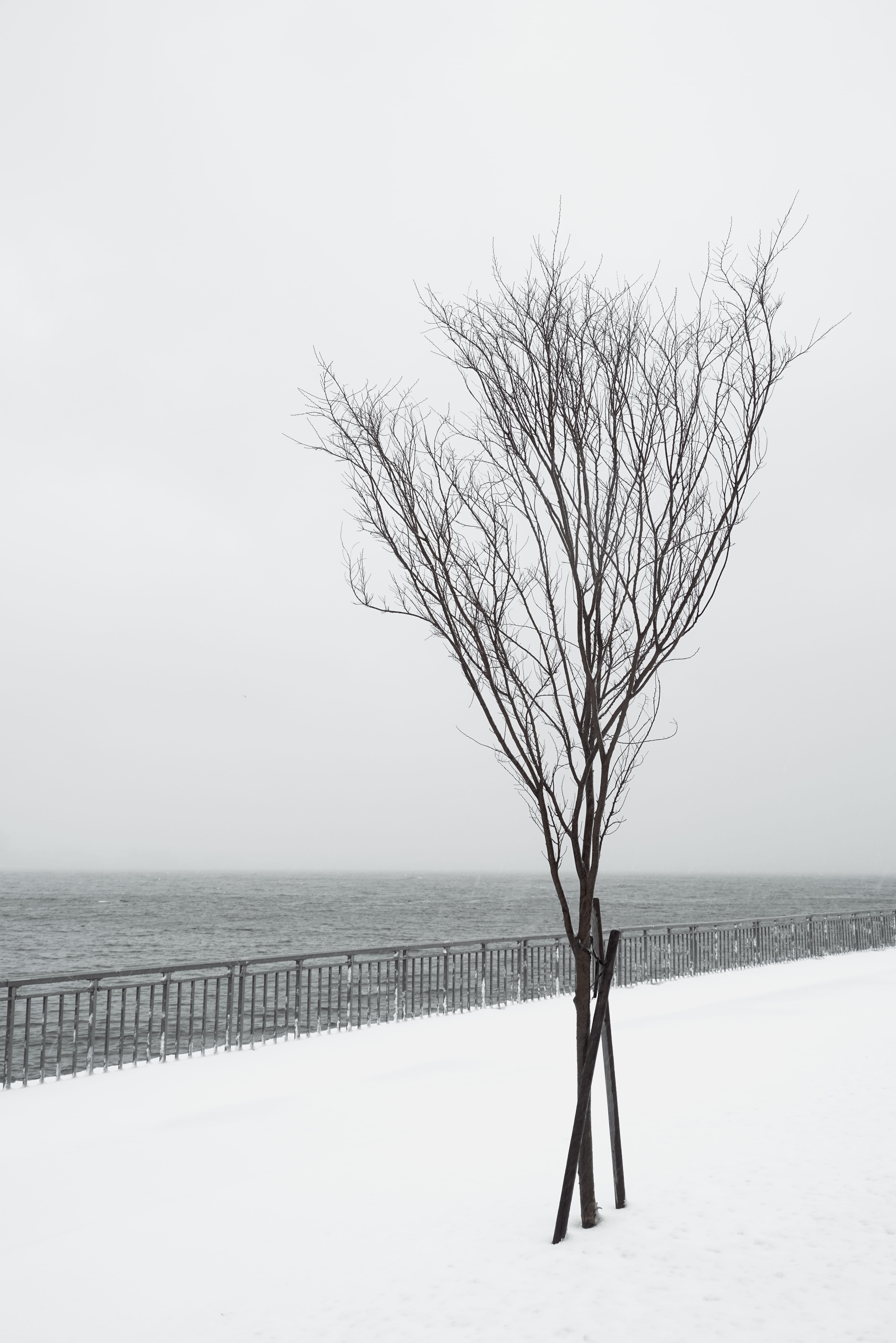 tree, water, snow, winter, rail, railing, walkway, bare tree