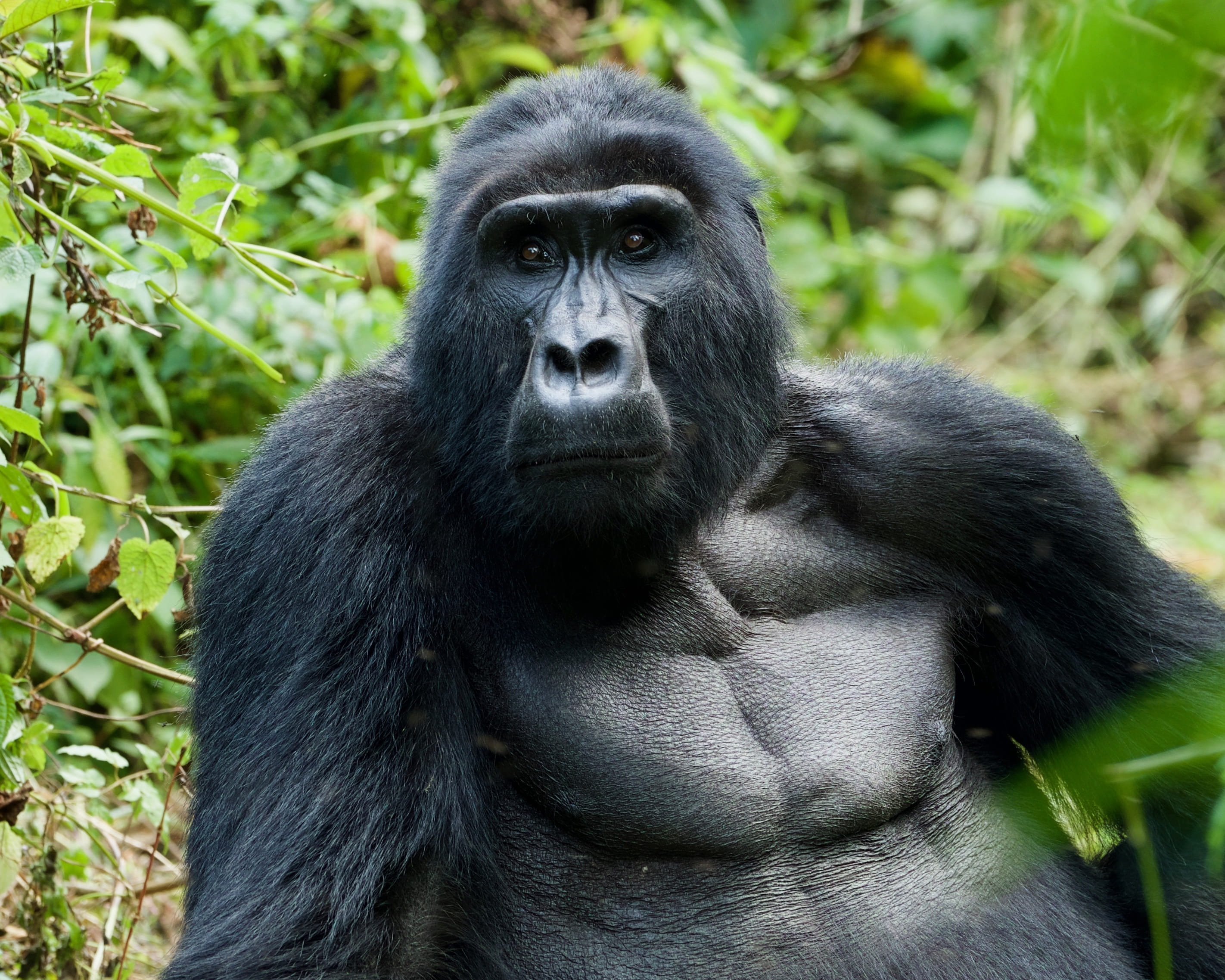 gorilla, uganda, wildlife, mammal, animal, bwindi impenetrable national park