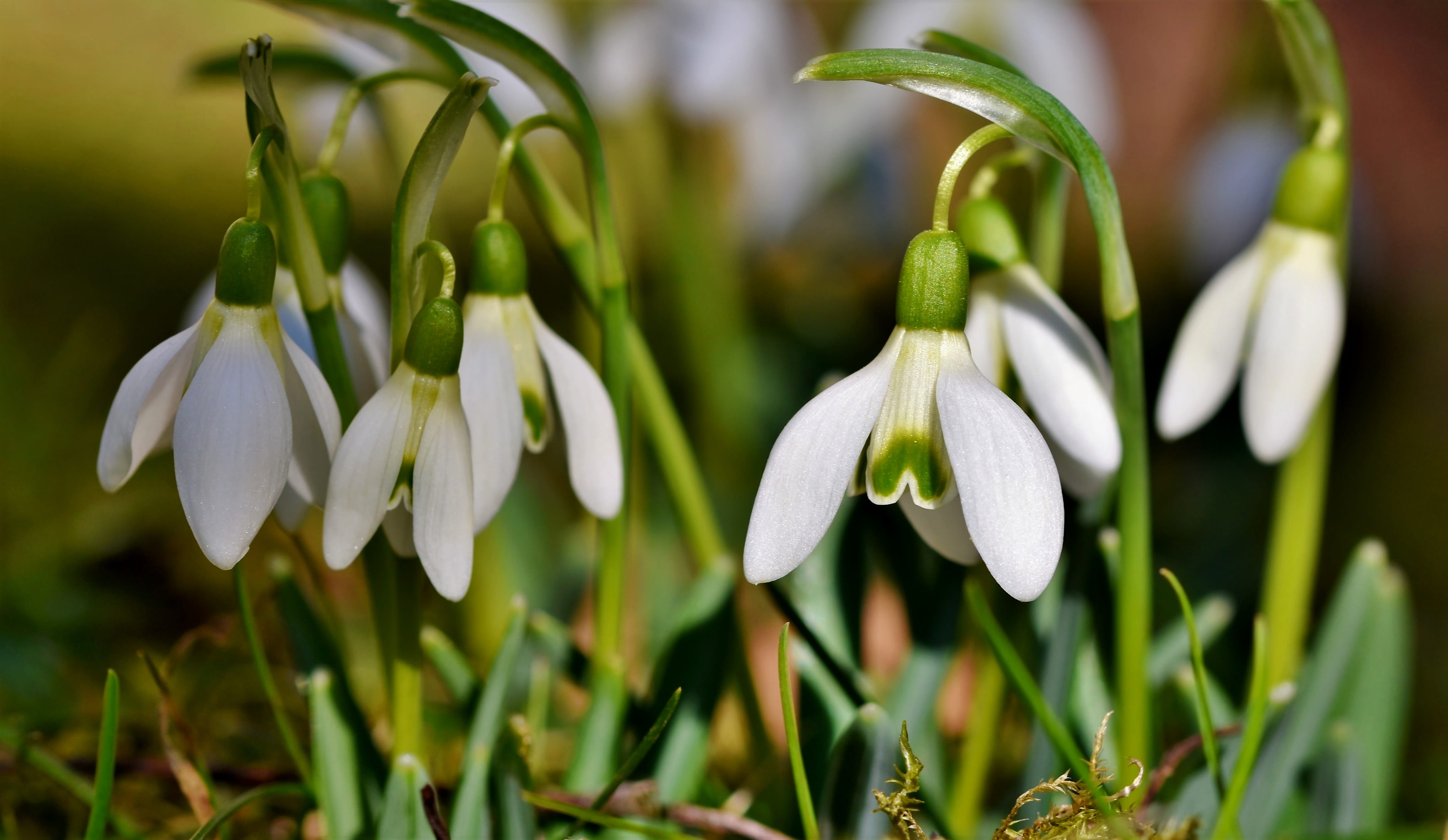 Free download | HD wallpaper: snowdrop, snow bell, spring bells, flower ...