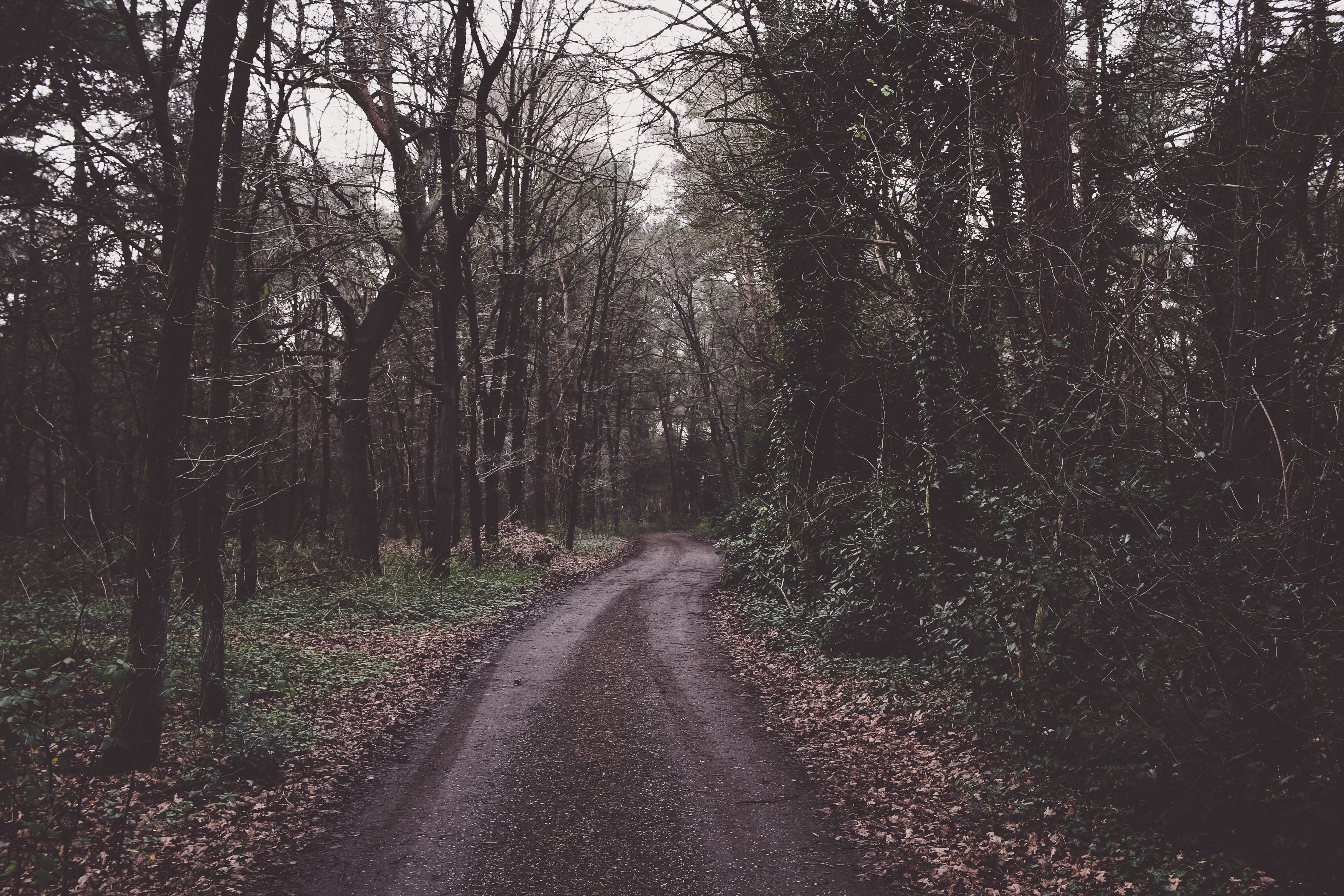mountain trail, tree, direction, the way forward, plant, forest