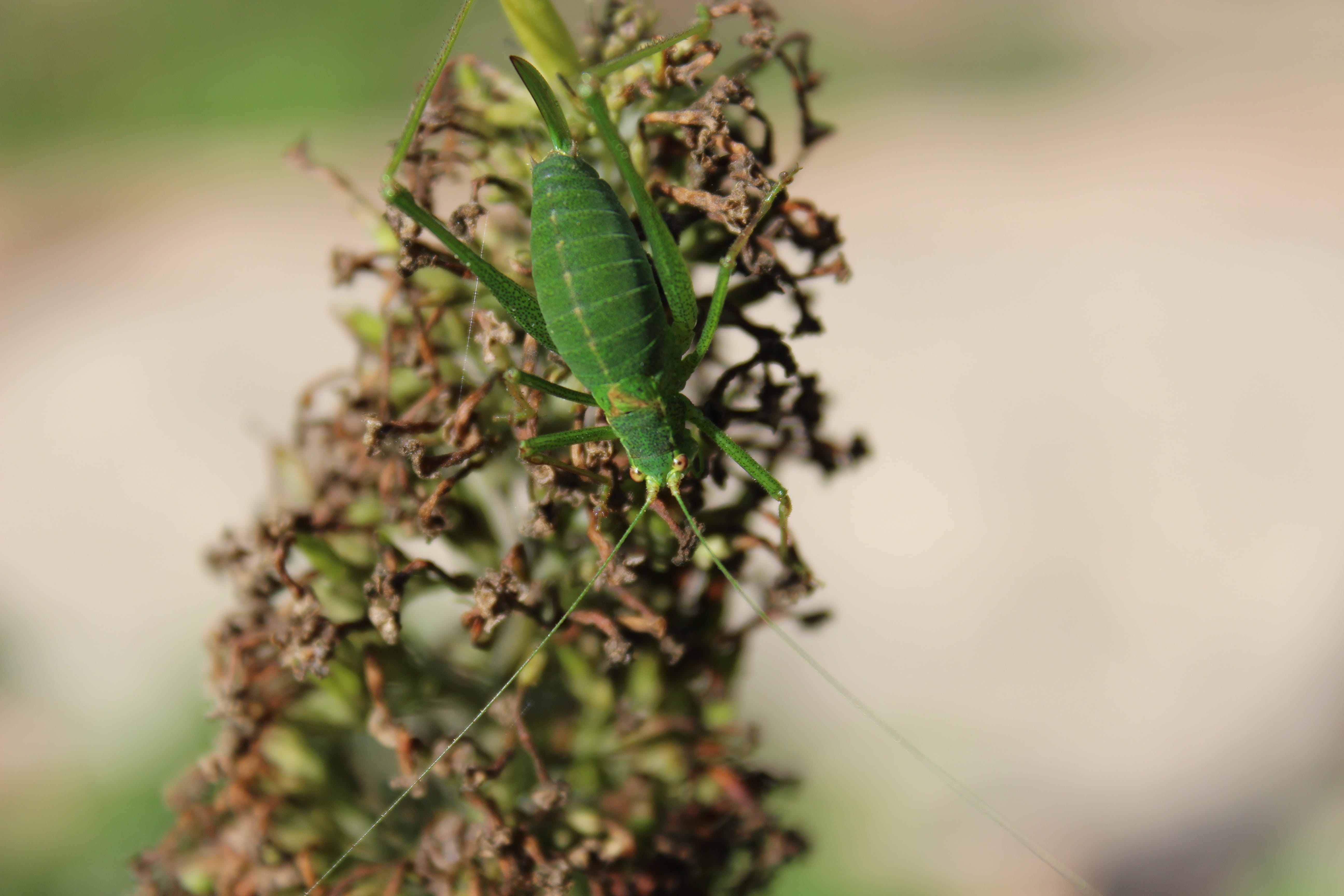 insect, aphid, nature, aphids, macro, ladybug, beetle, small