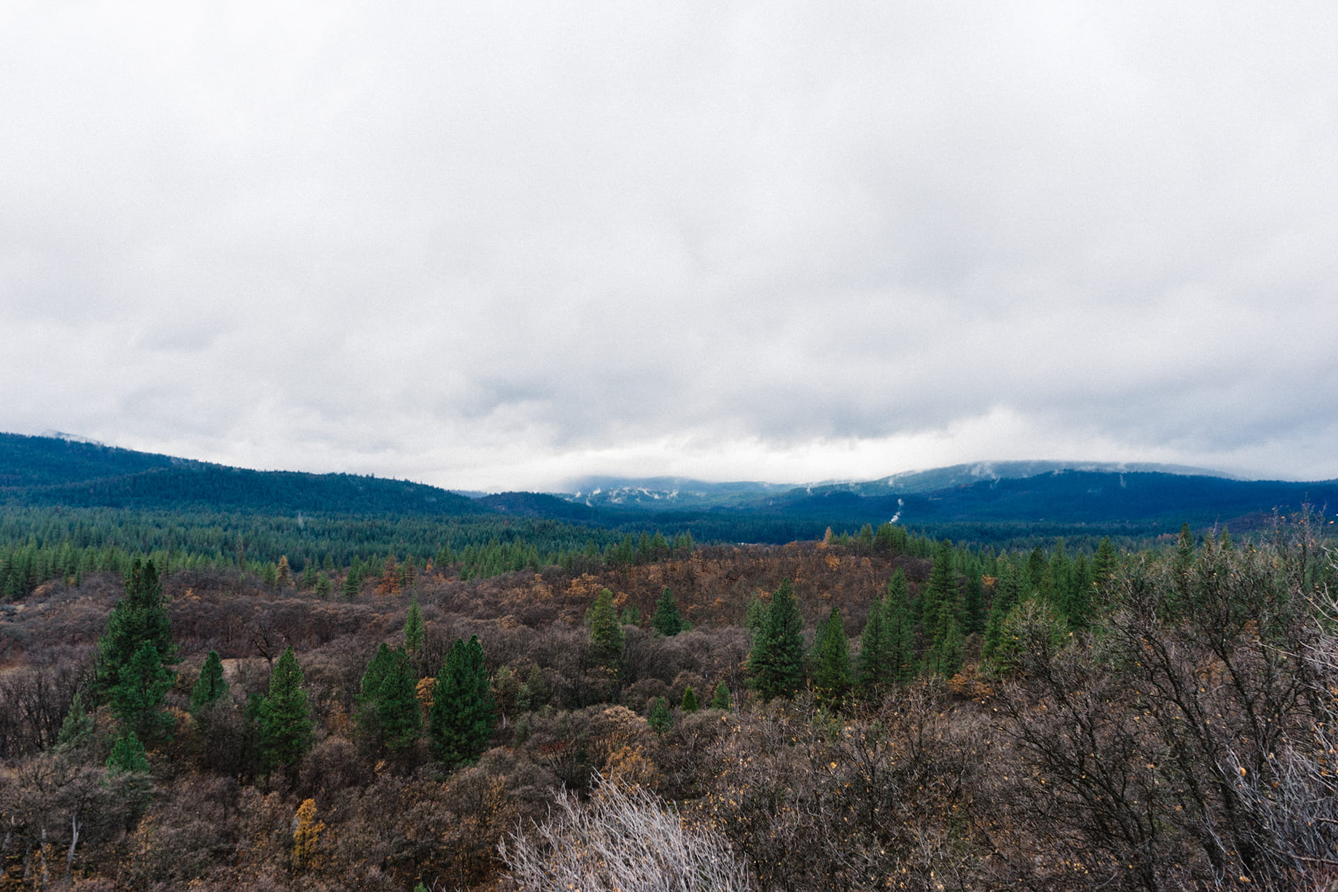 Green and Brown Trees, clouds, forest, environment, landscape