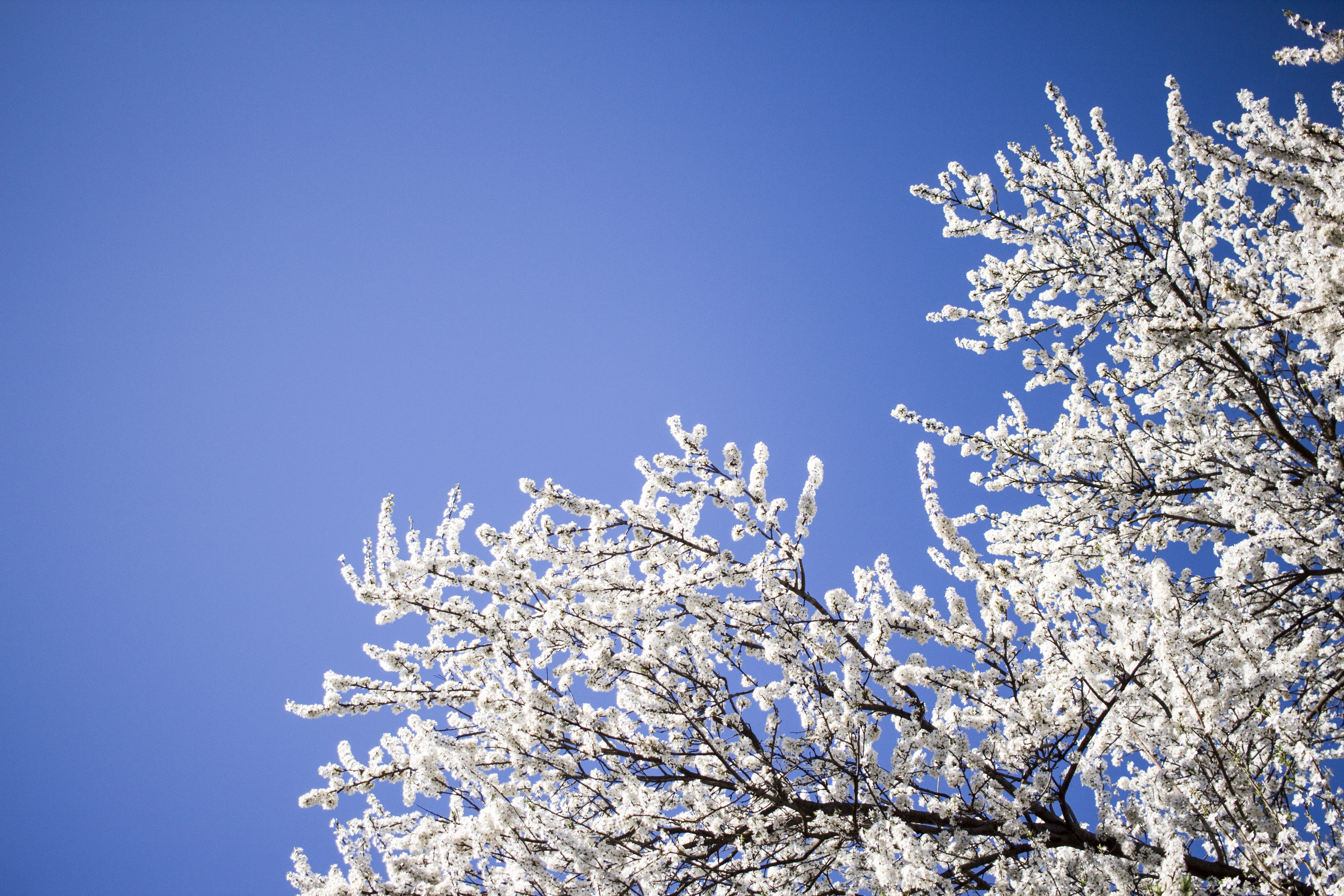 white-leafed tree during daytime, nature, outdoors, ice, snow