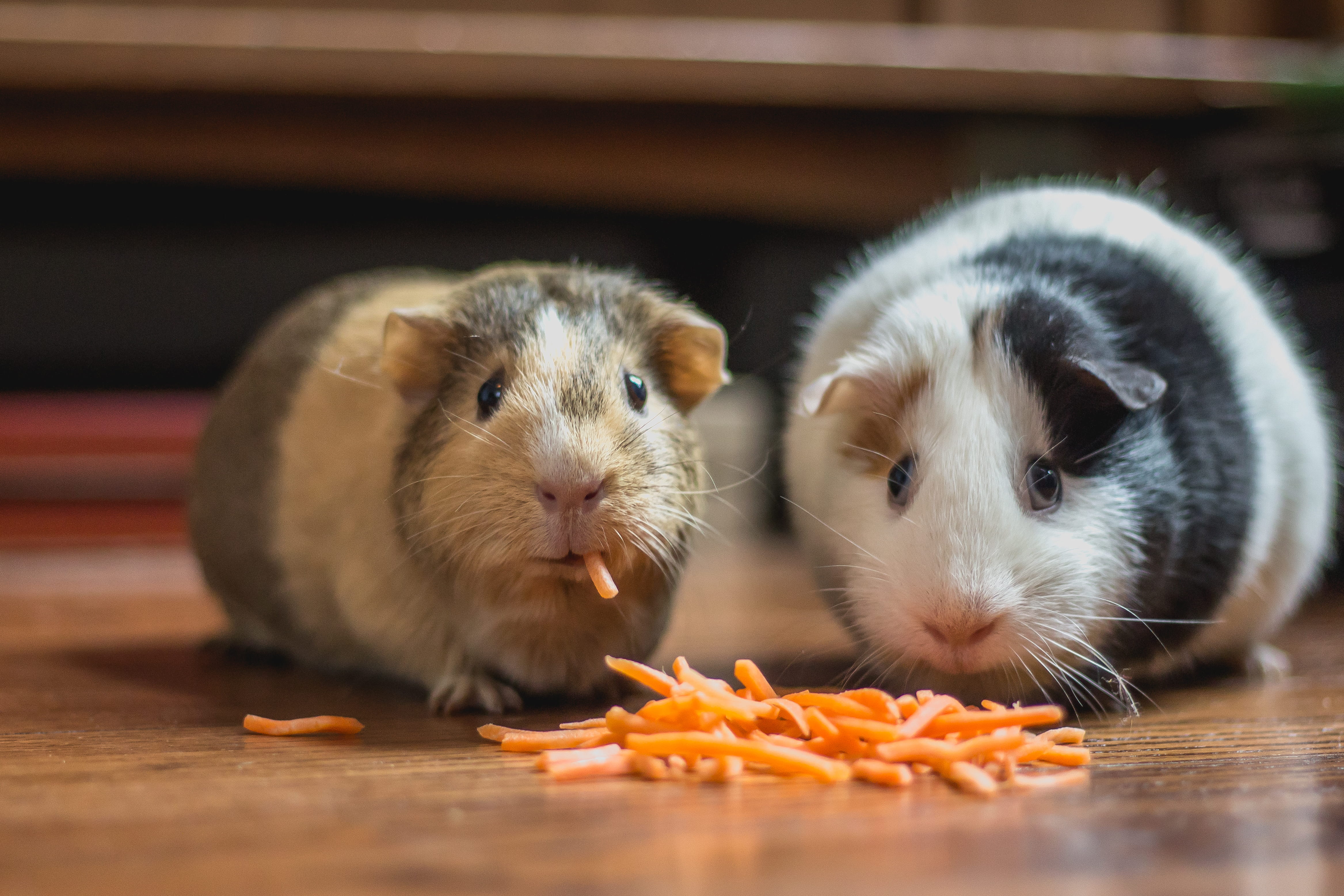 two guinea pigs eating cheese, plant, pet, food, animal, mammal