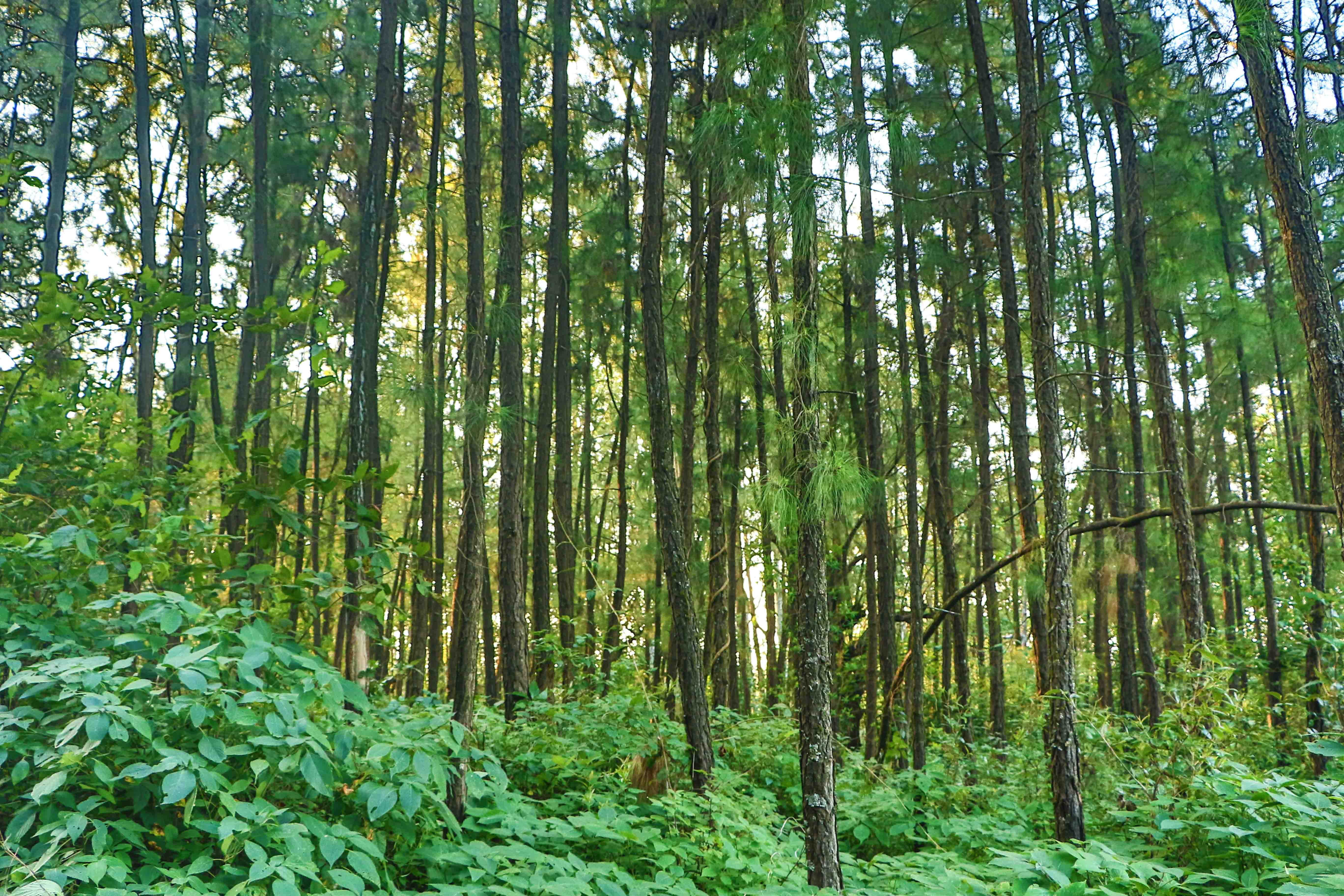 panchgani, india, forest, trees, green, greenery, plant, land