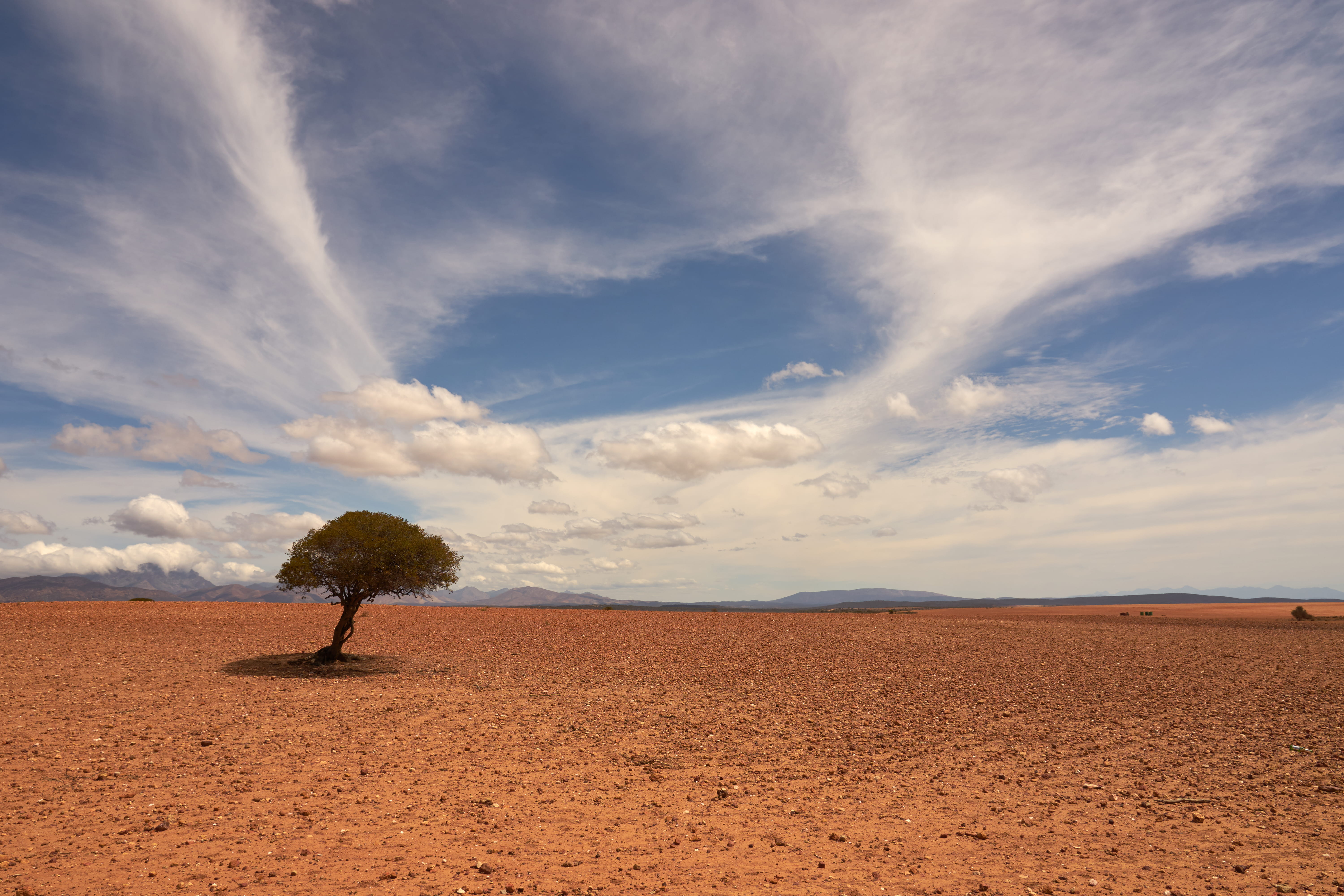 green leaf tree under cloudy sky, scenics - nature, cloud - sky
