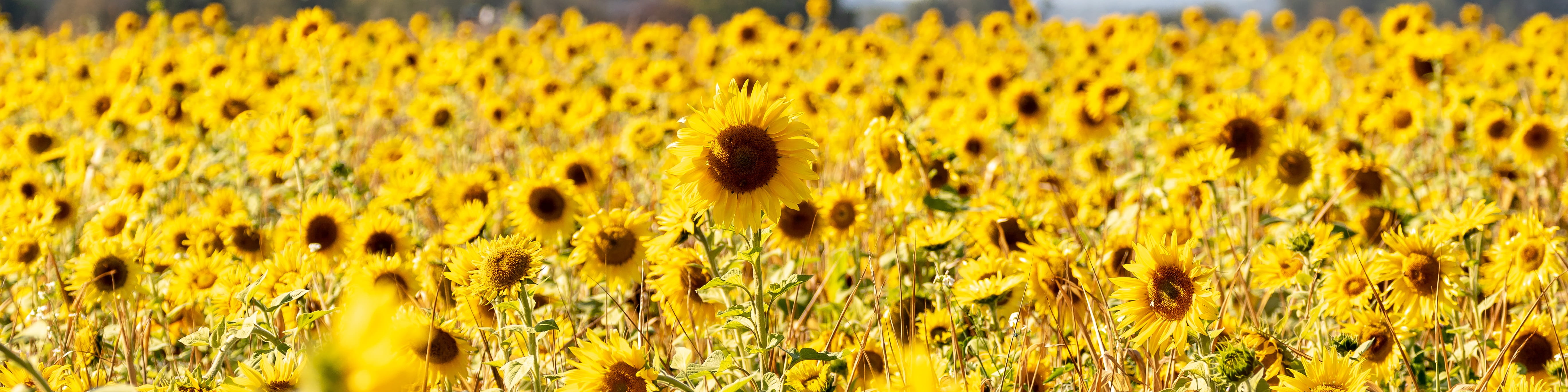 sunflower, field, sunflower field, panorama, late summer, blütenmeer