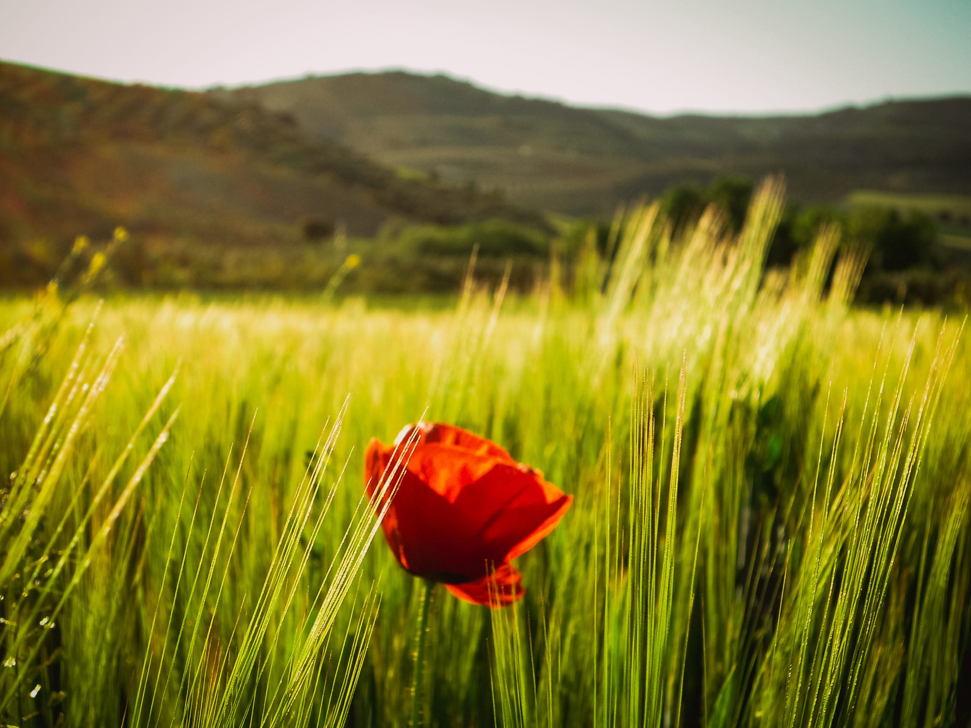 spain, tocón, spring, sun, flowers, natureness, sunny, trees