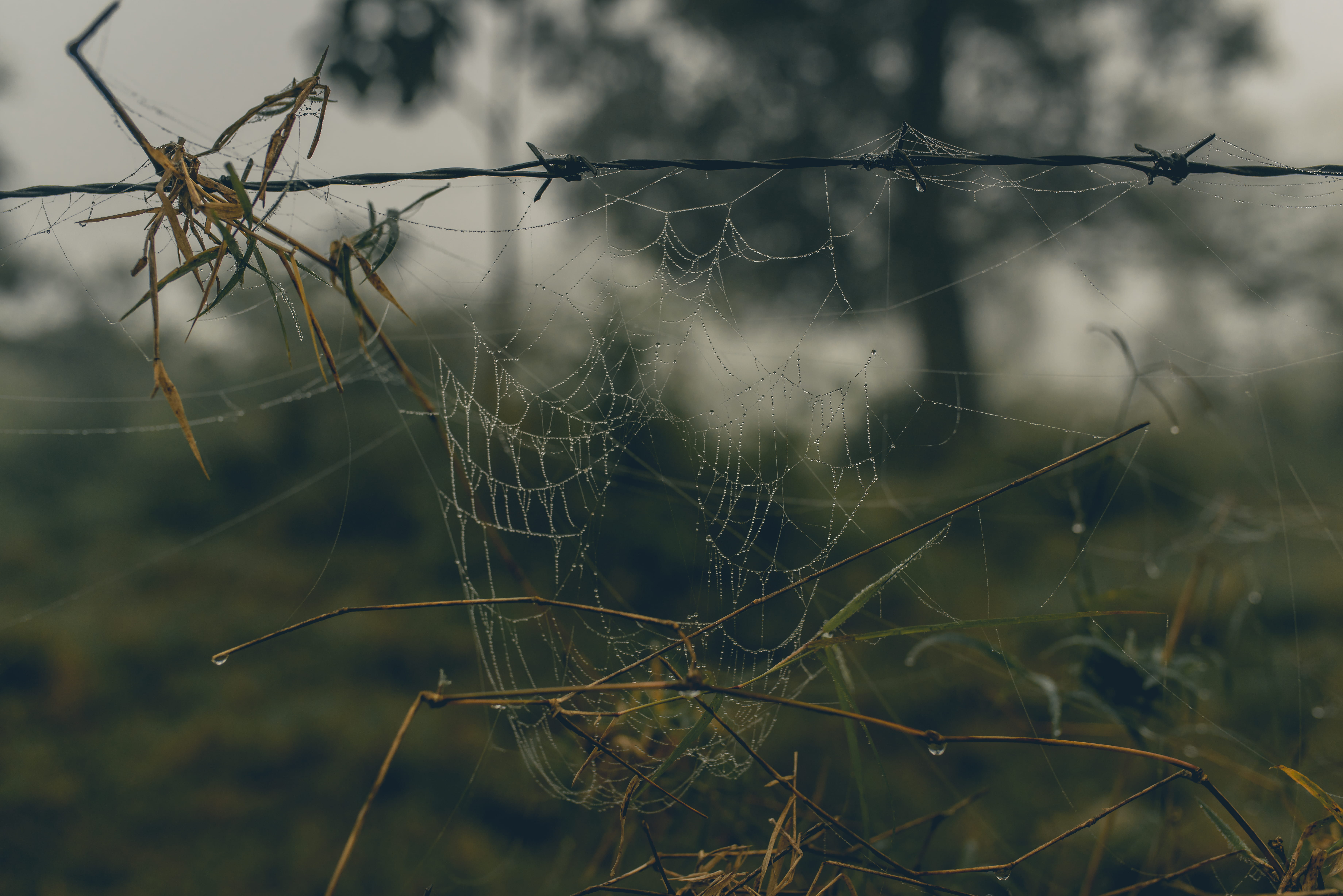 spider, web, dew, focus on foreground, spider web, no people