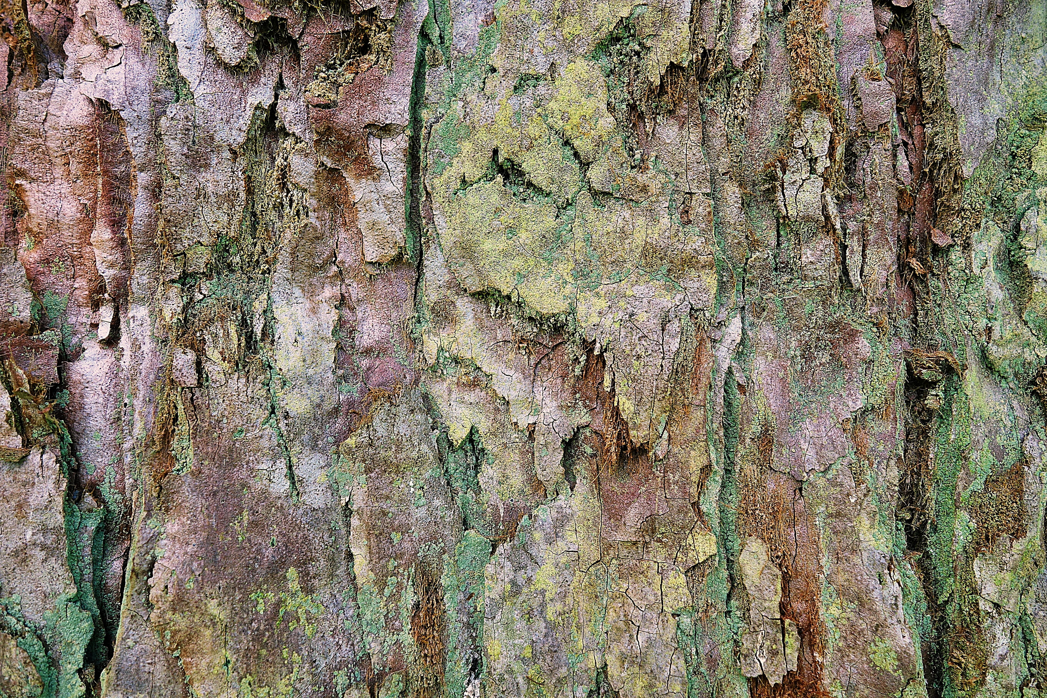 moss-covered cave, plant, tree trunk, redwood, algae, leaf, mammal