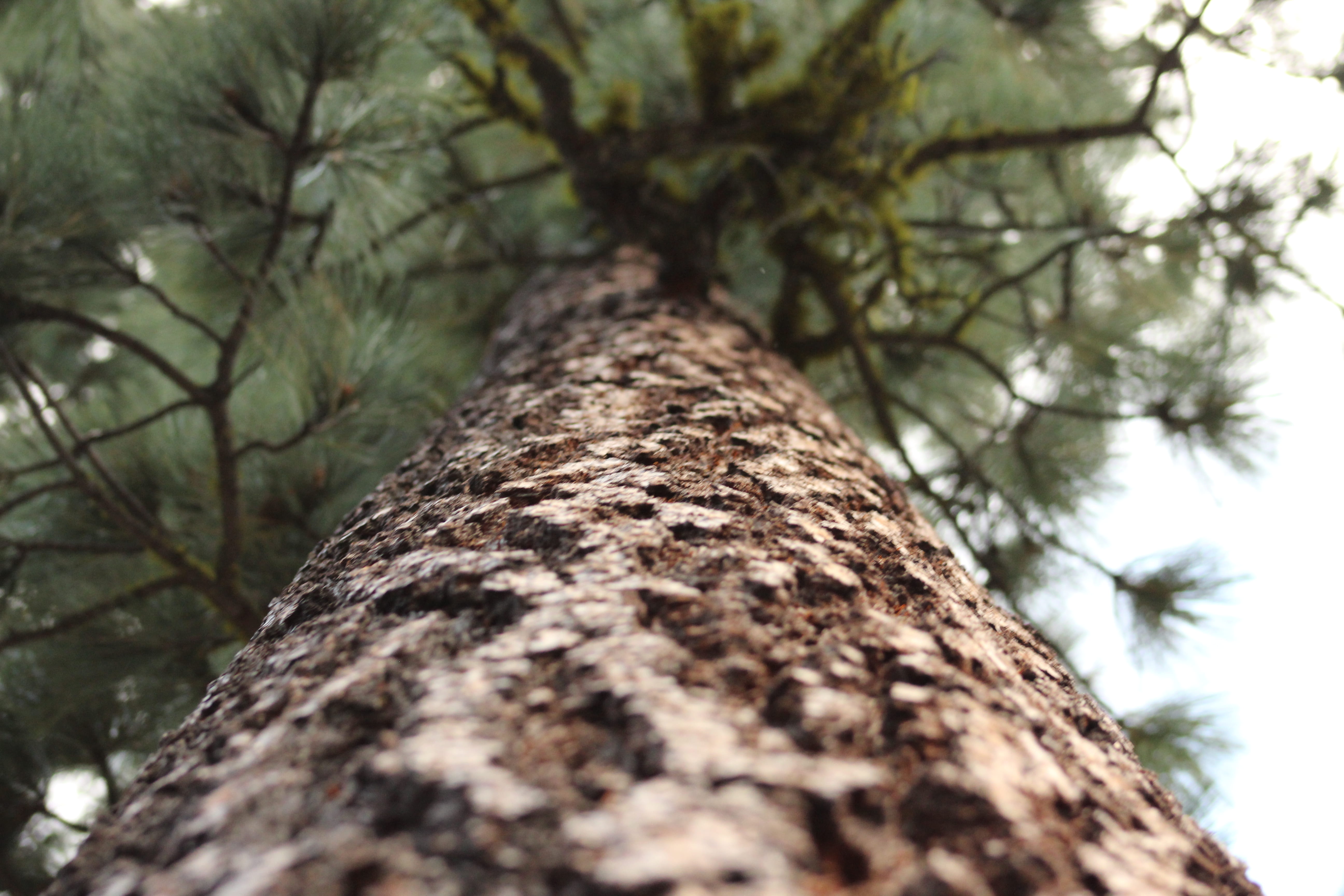 pine, tree, tree trunk, plant, low angle view, selective focus