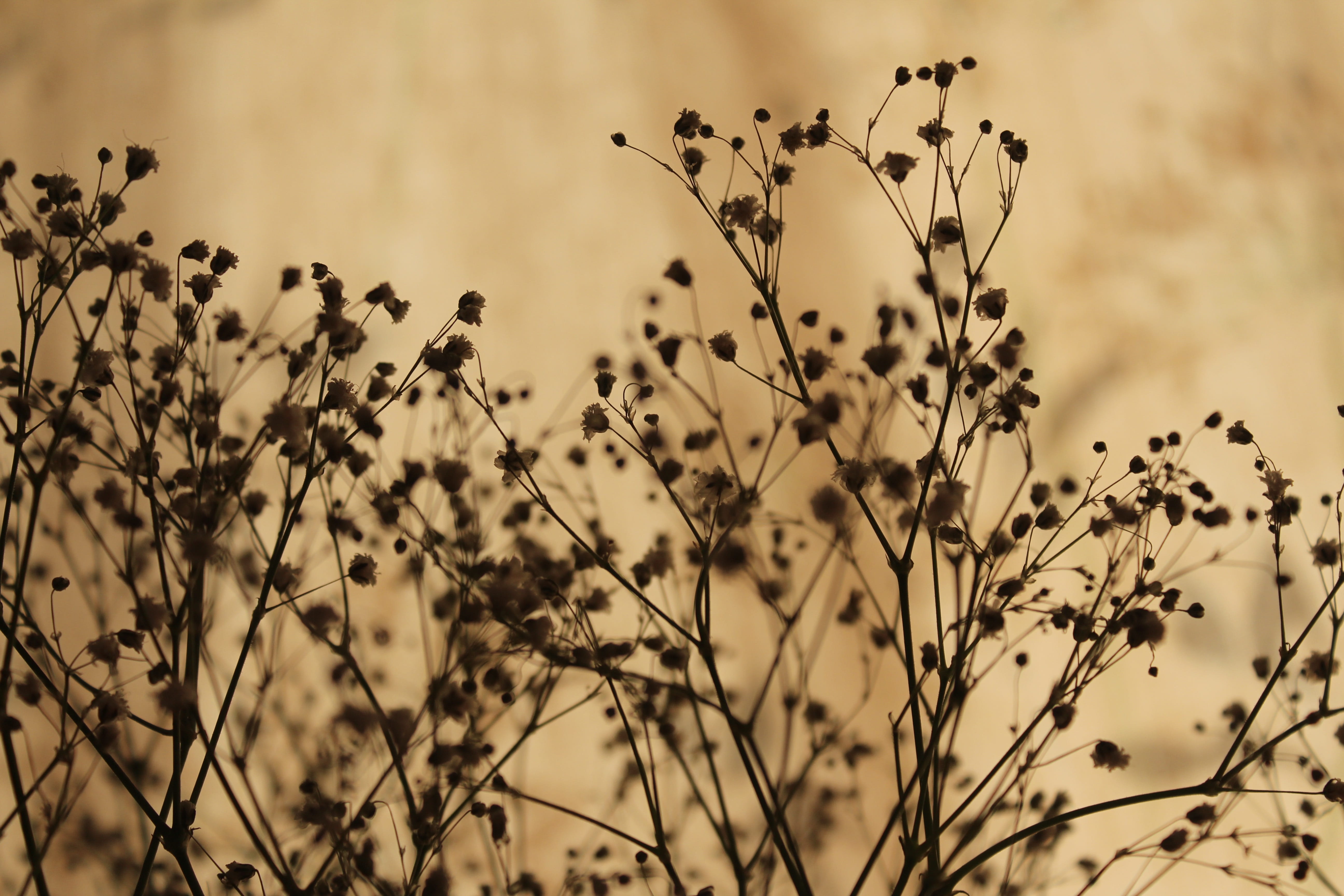 plants, flowers, stem, blurred, rustic, background, growth