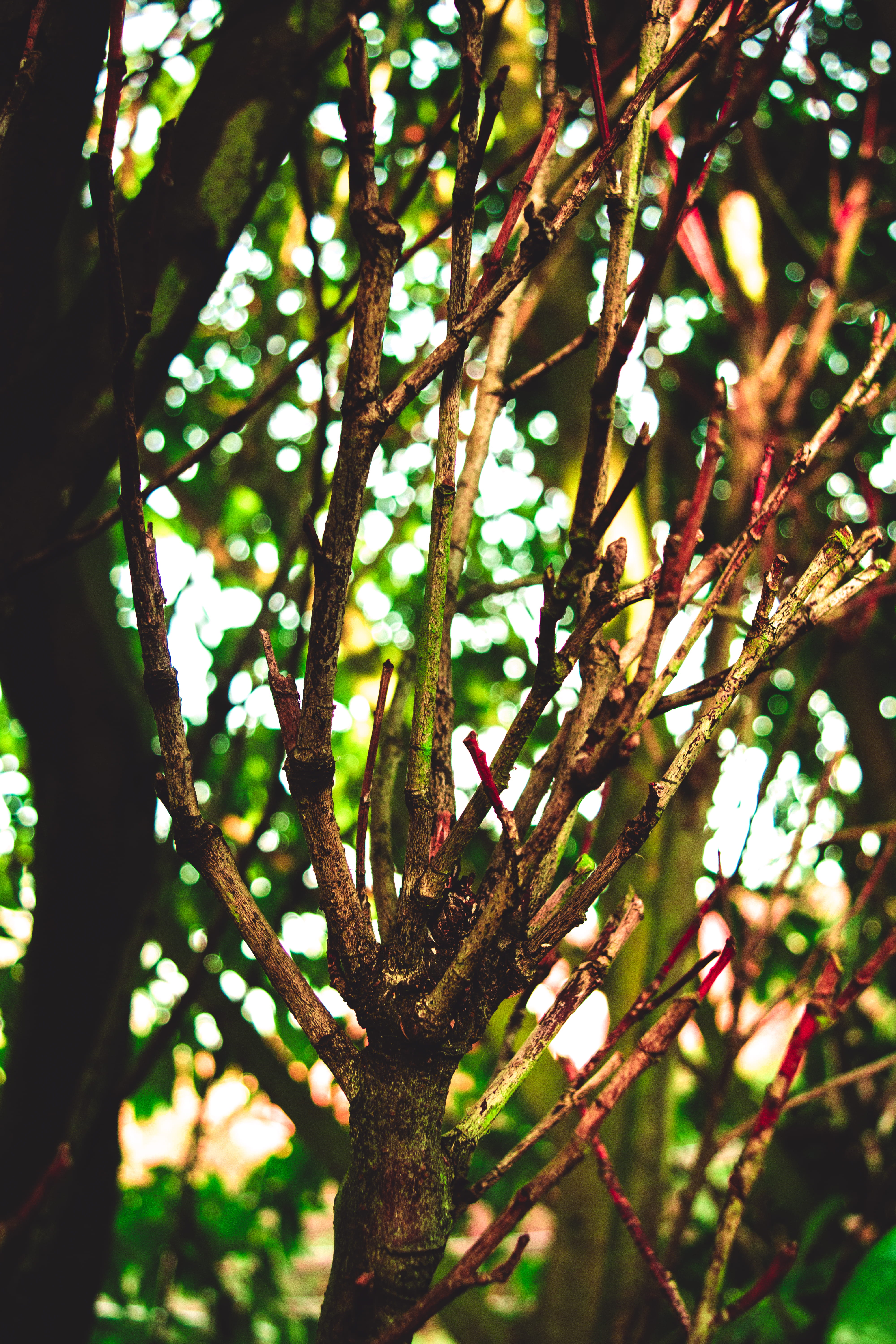 tree, twigs, pattern, sun, shadow, winter, morning, red, green