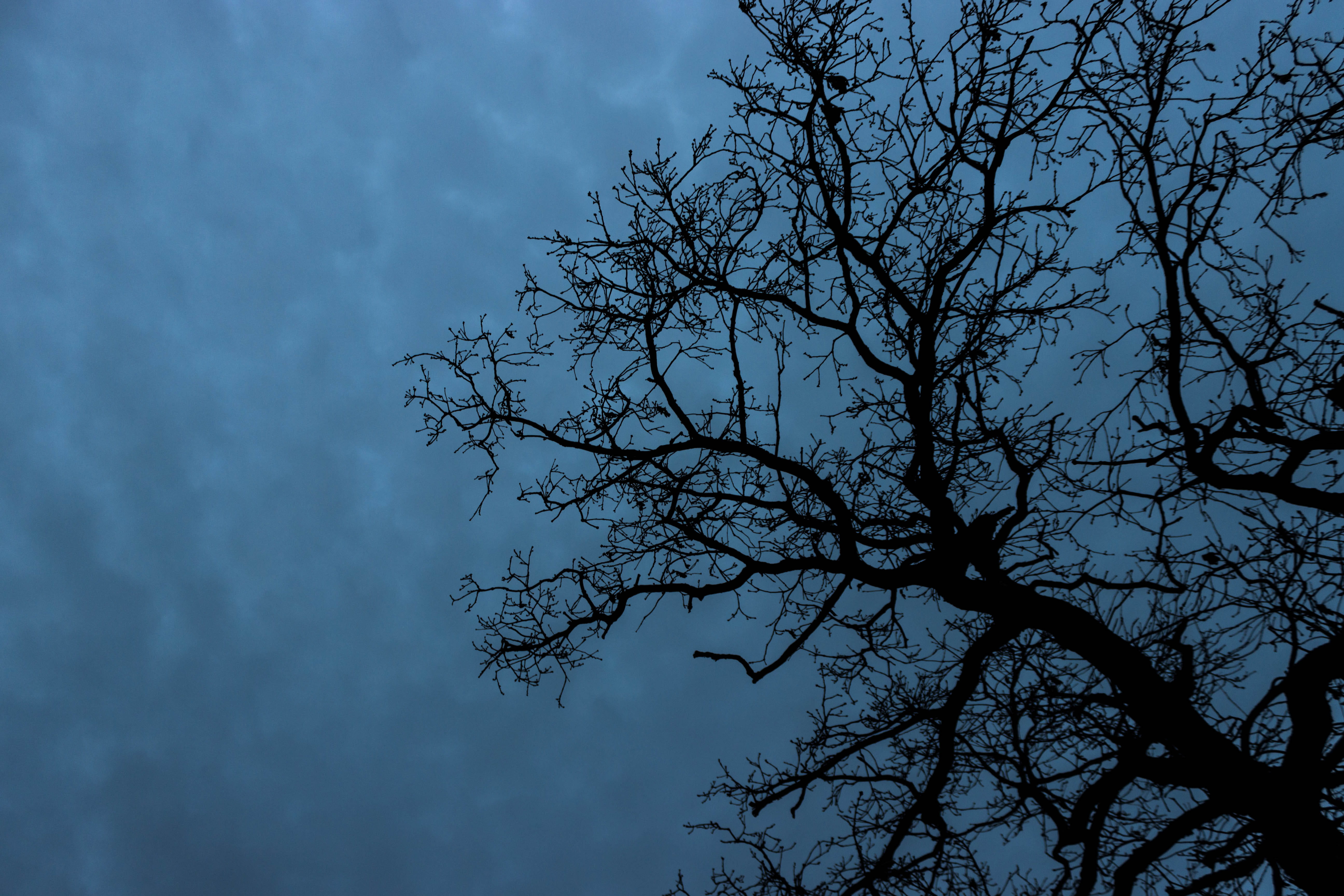 tree, silhouette, sky, cloud, bare tree, plant, low angle view