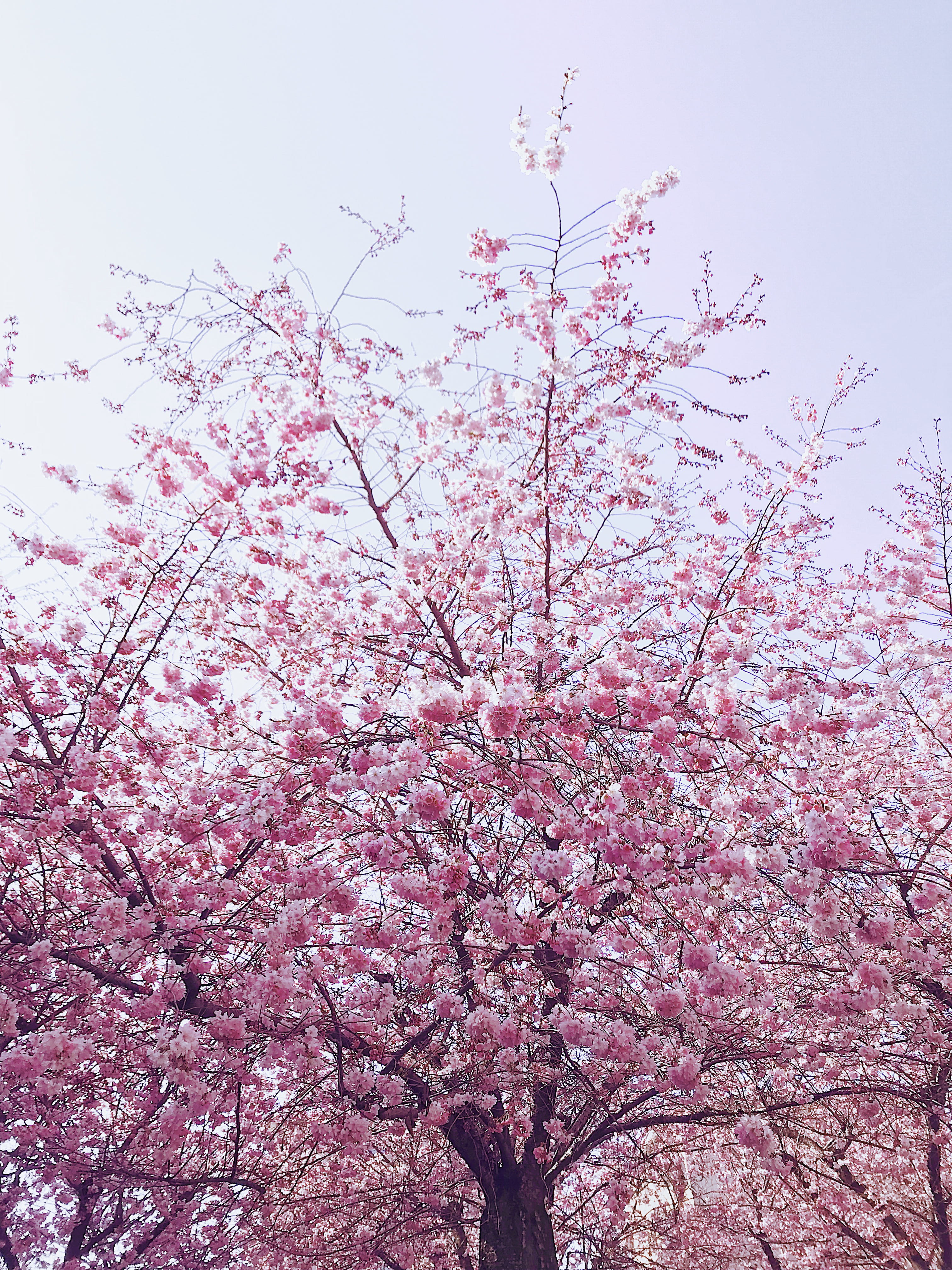 Photo of Cherry Blossom Tree, beautiful, blooming, branches, bright
