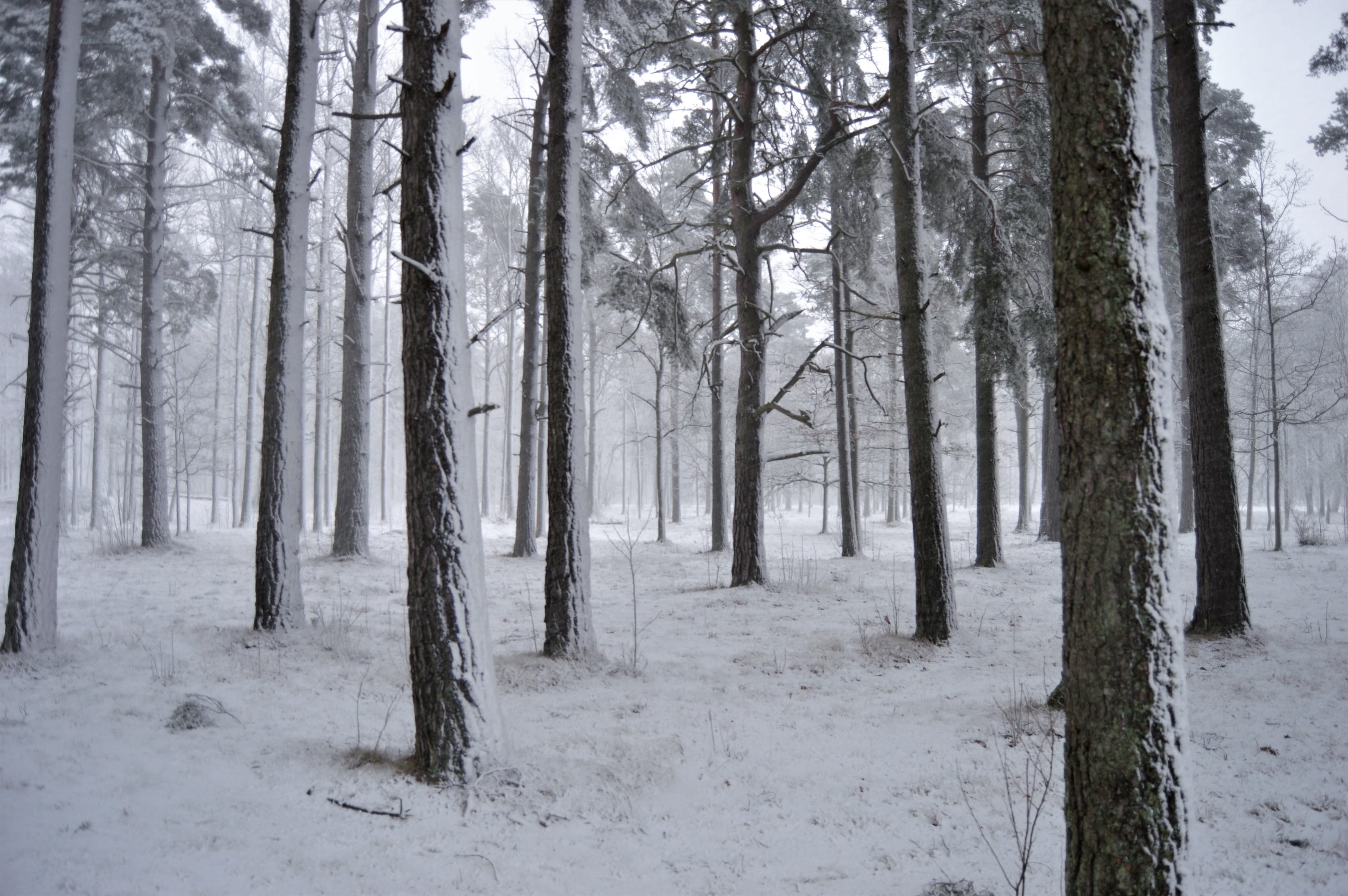 sweden, tree, trees, winter, nature, outside, forest, snow