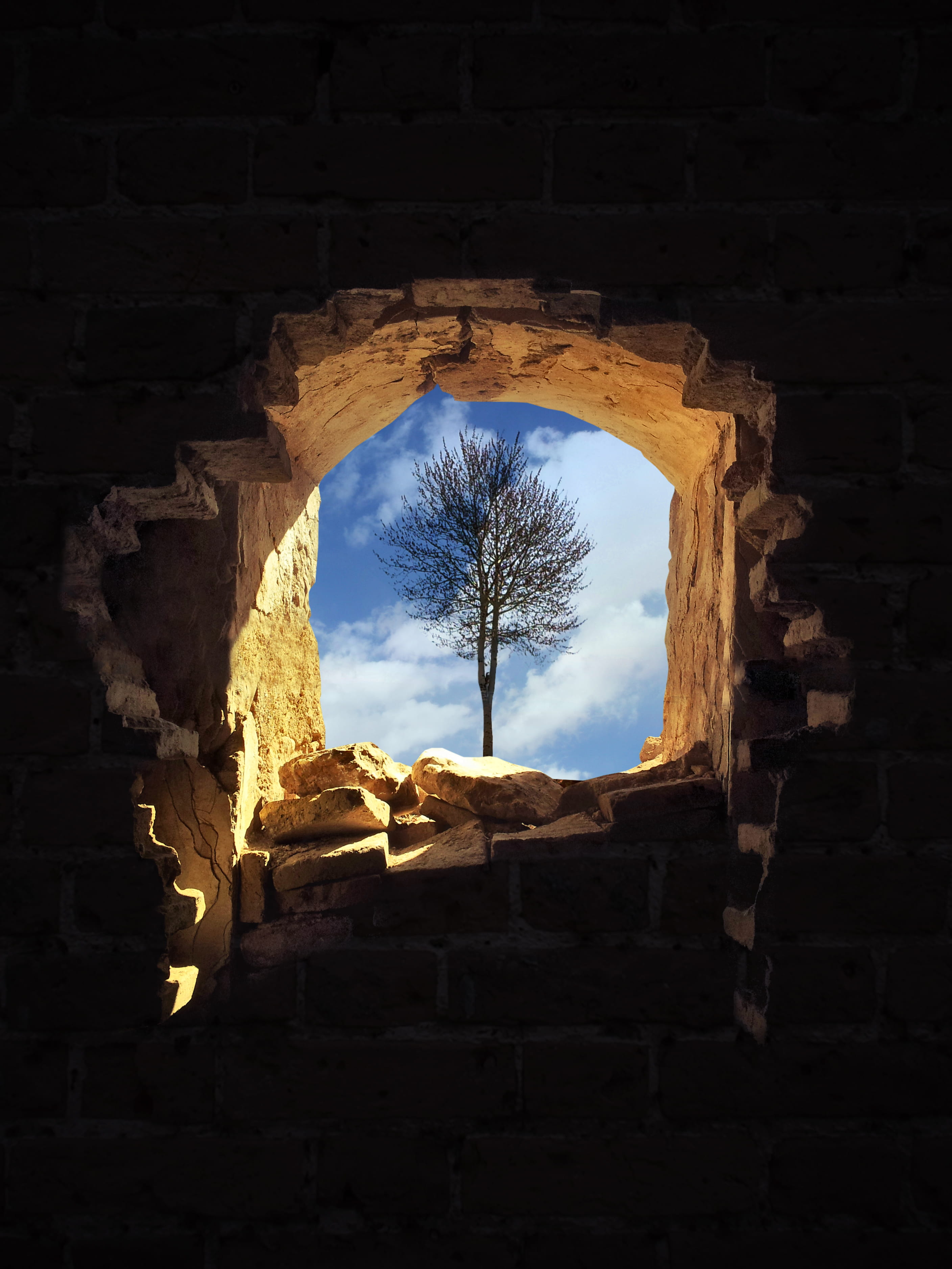 brown bare tree, architecture, built structure, low angle view
